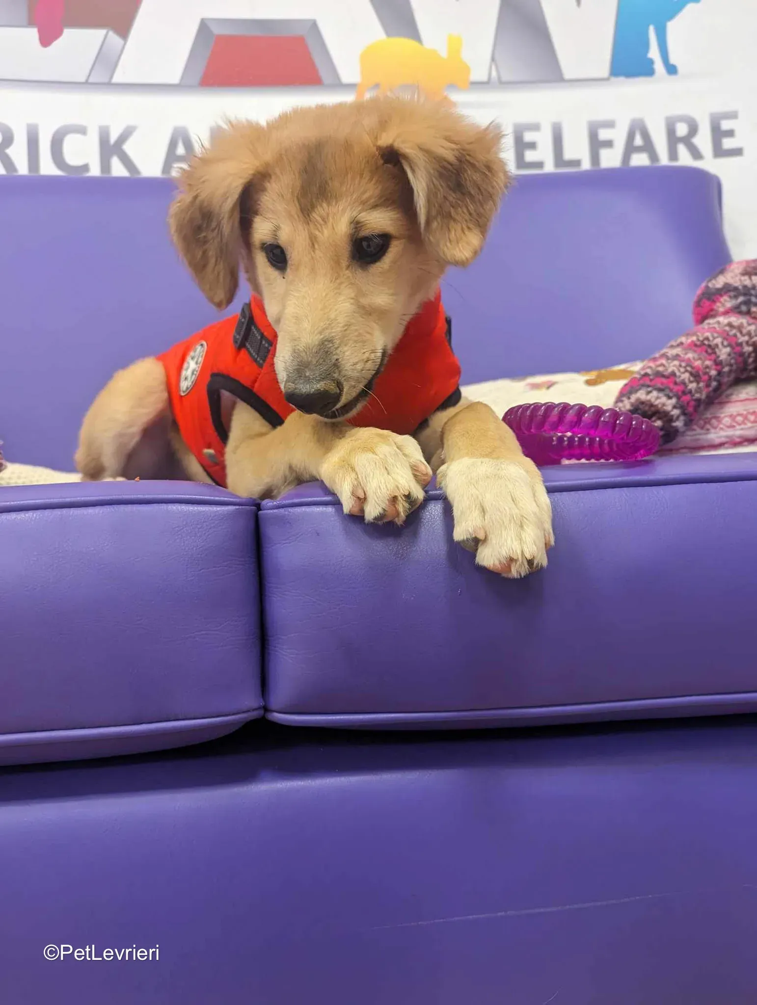 Gia adozione greyhound 15