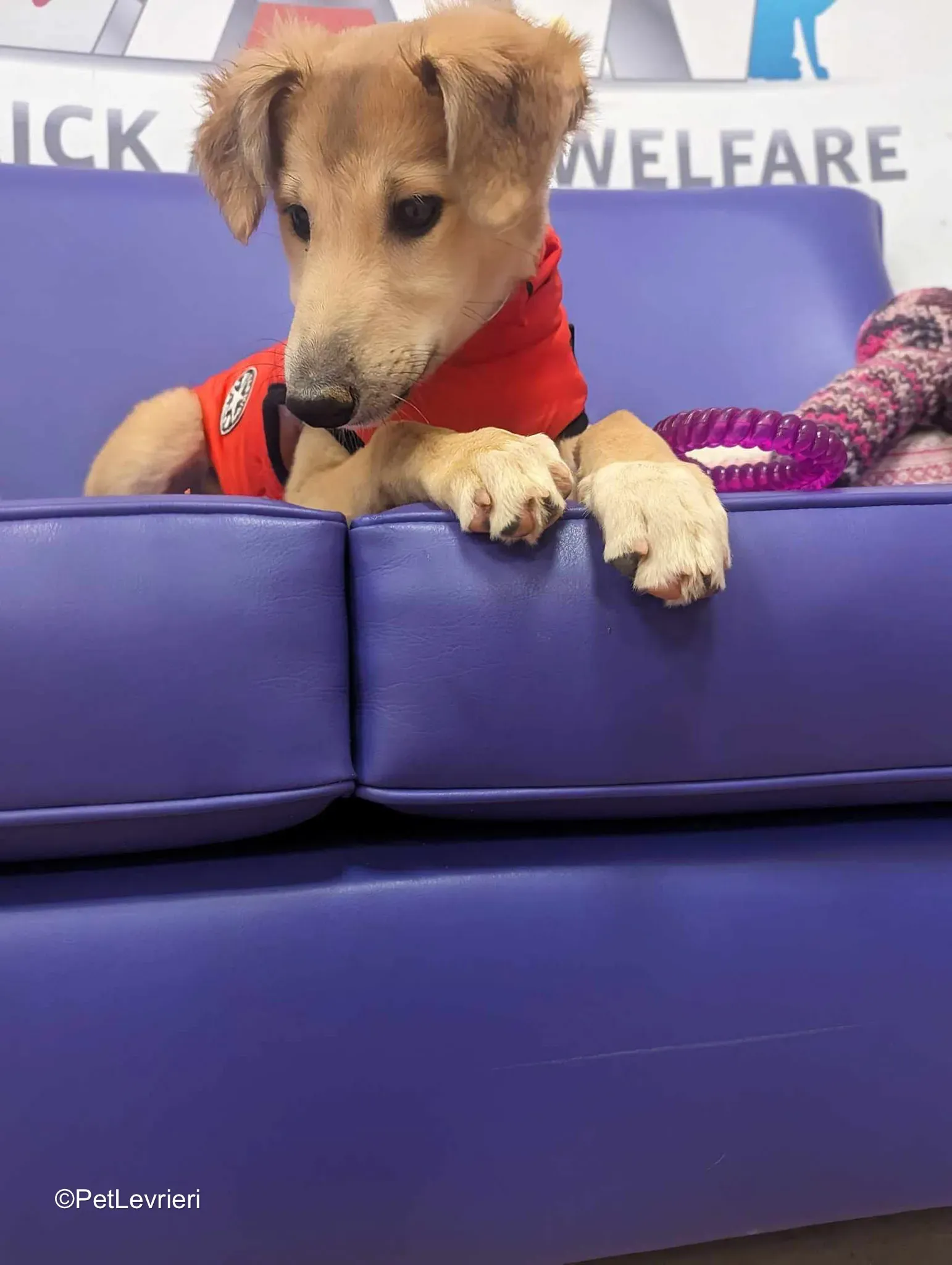 Gia adozione greyhound 16