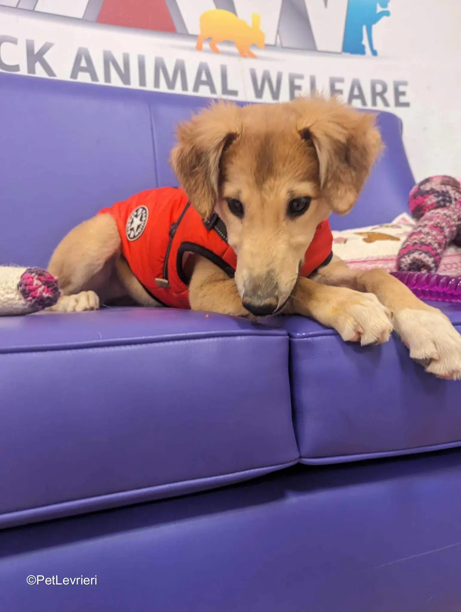 Gia adozione greyhound 17