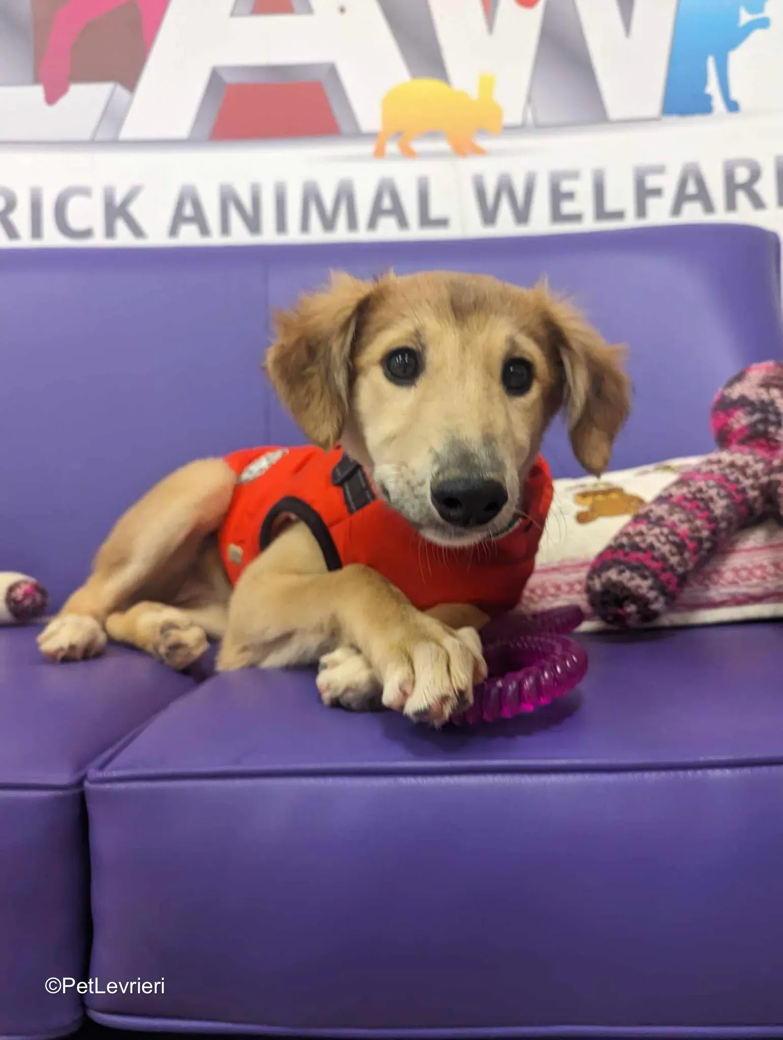 Gia adozione greyhound 18