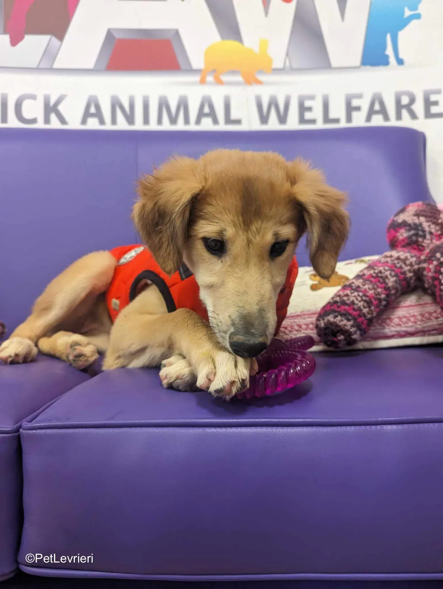 Gia adozione greyhound 19