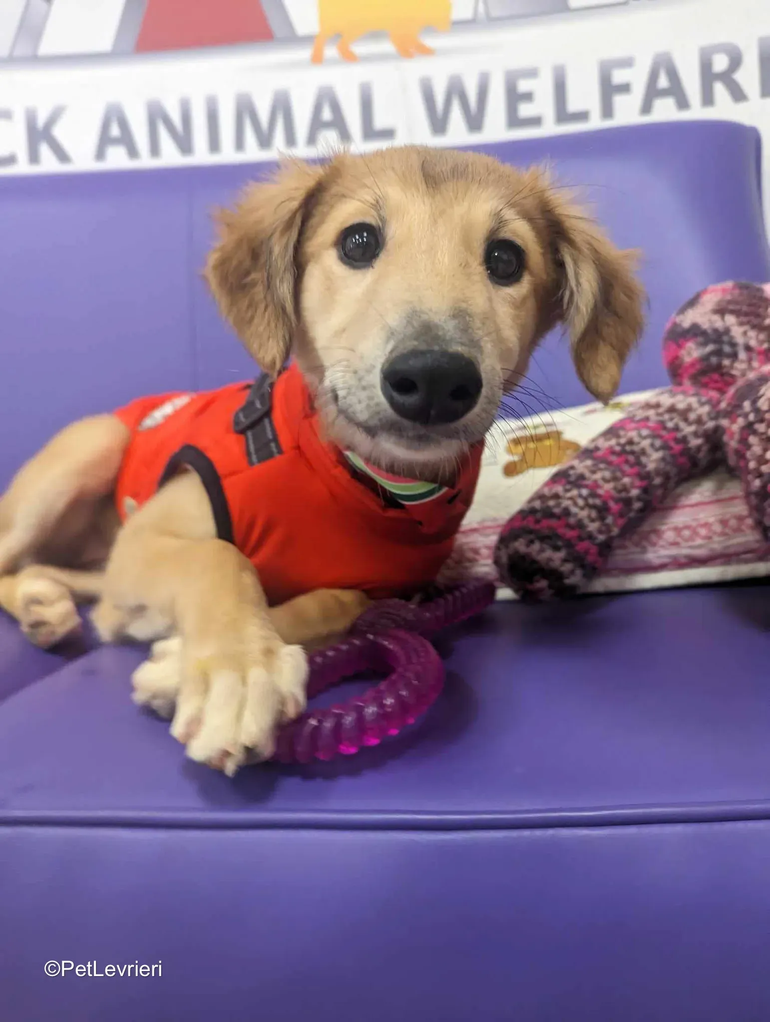 Gia adozione greyhound 20