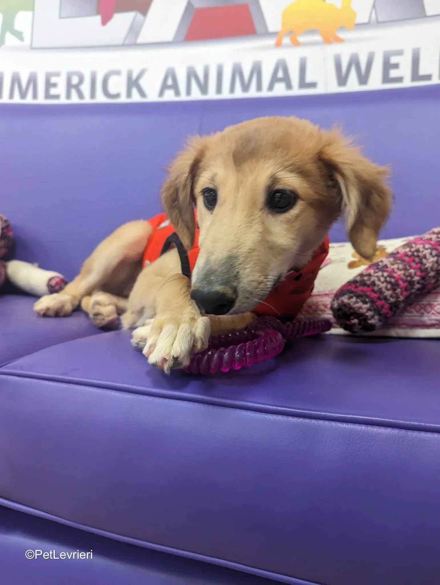 Gia adozione greyhound 21