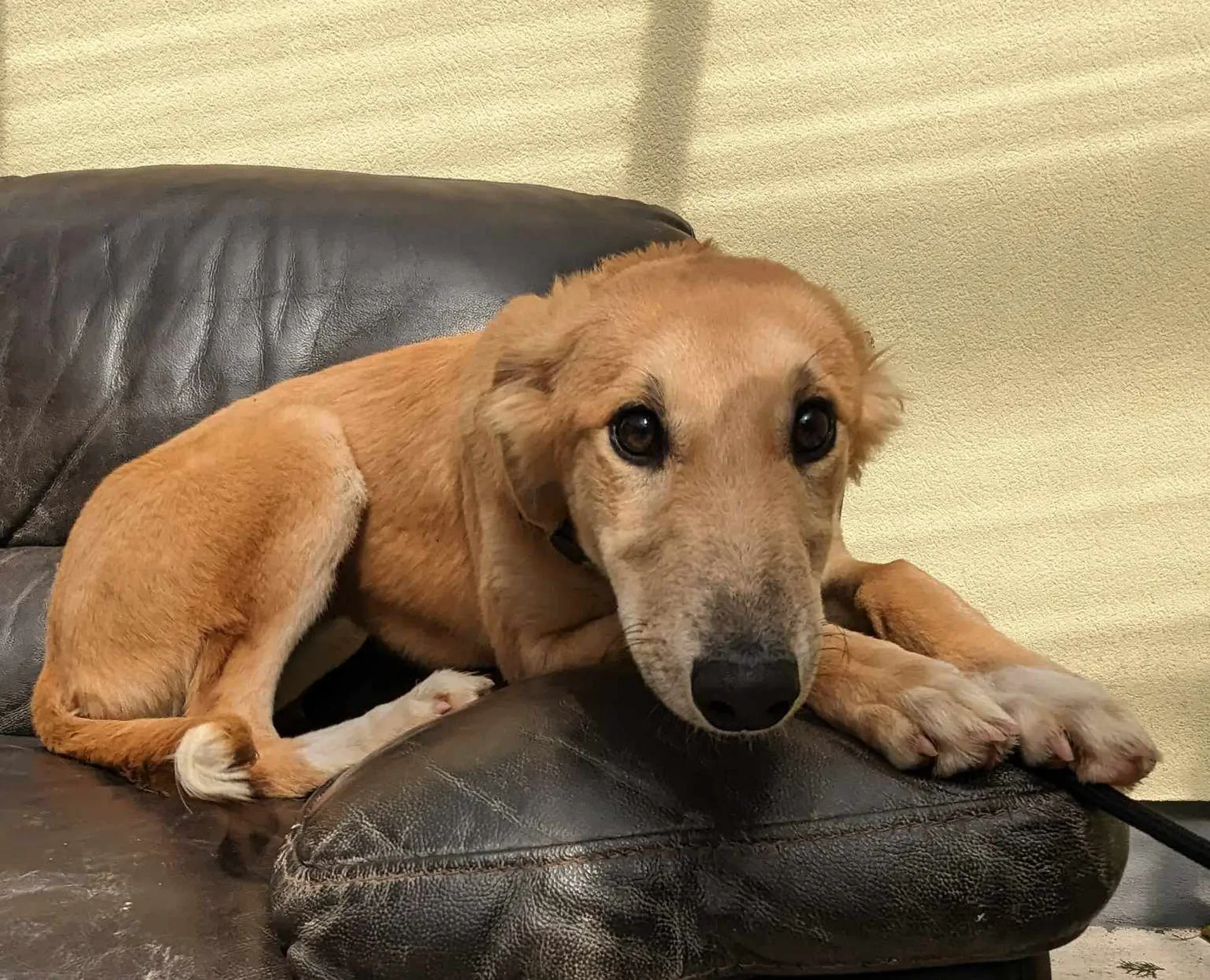 Gia adozione greyhound 22