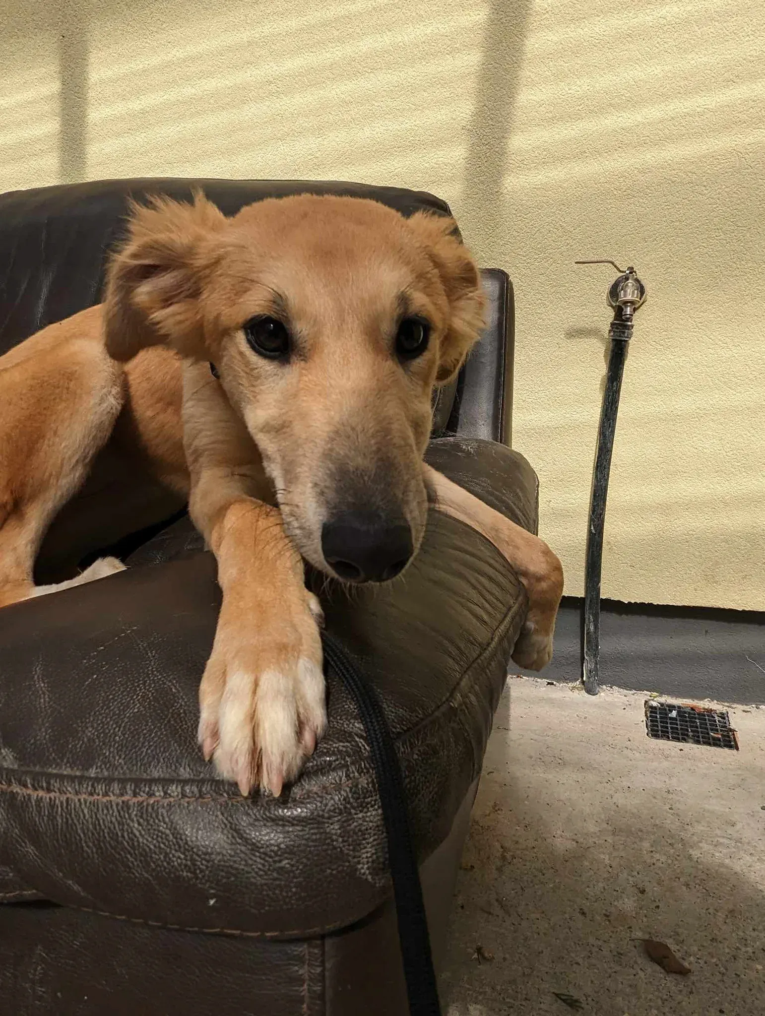 Gia adozione greyhound 23