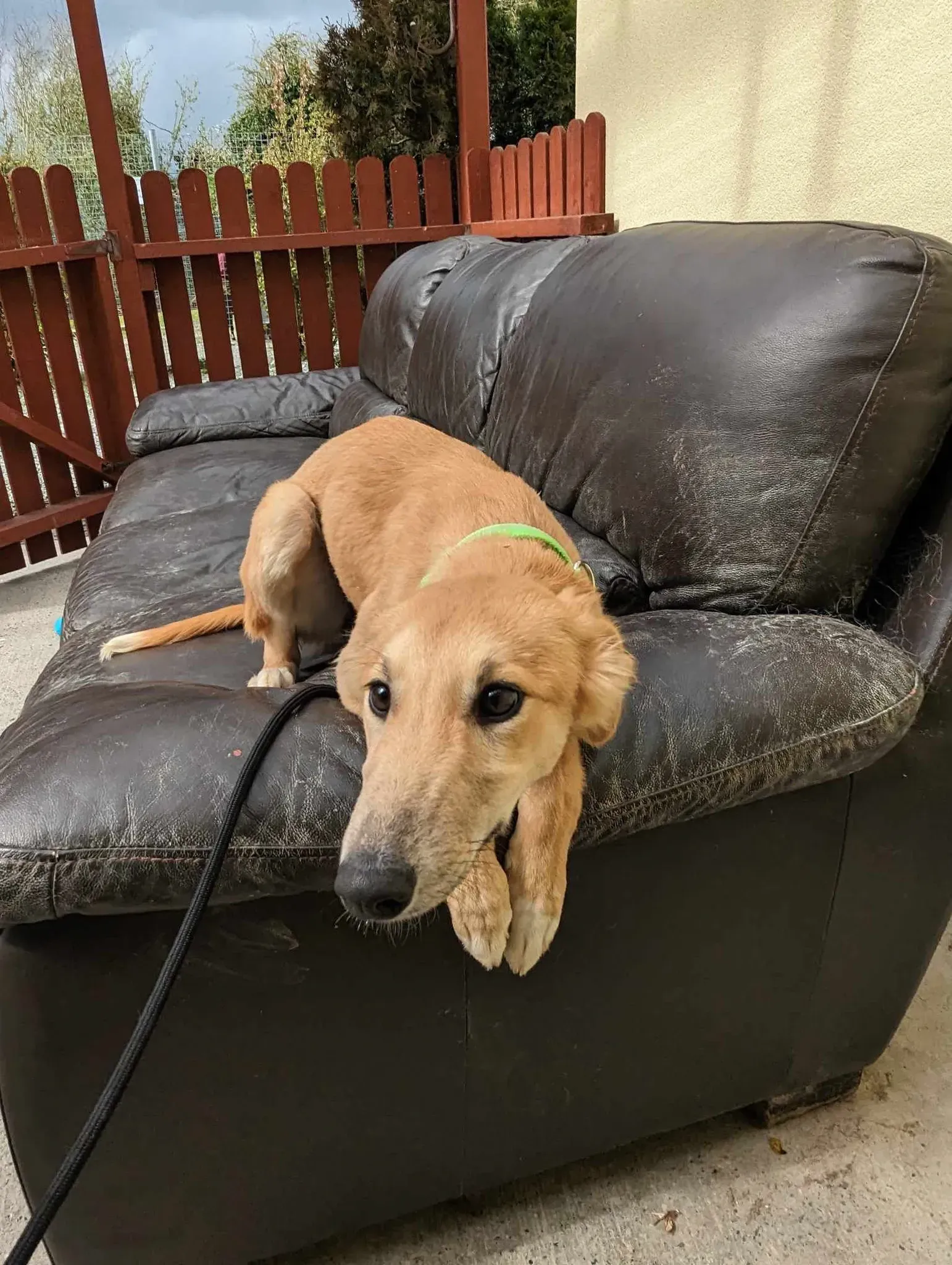 Gia adozione greyhound 24