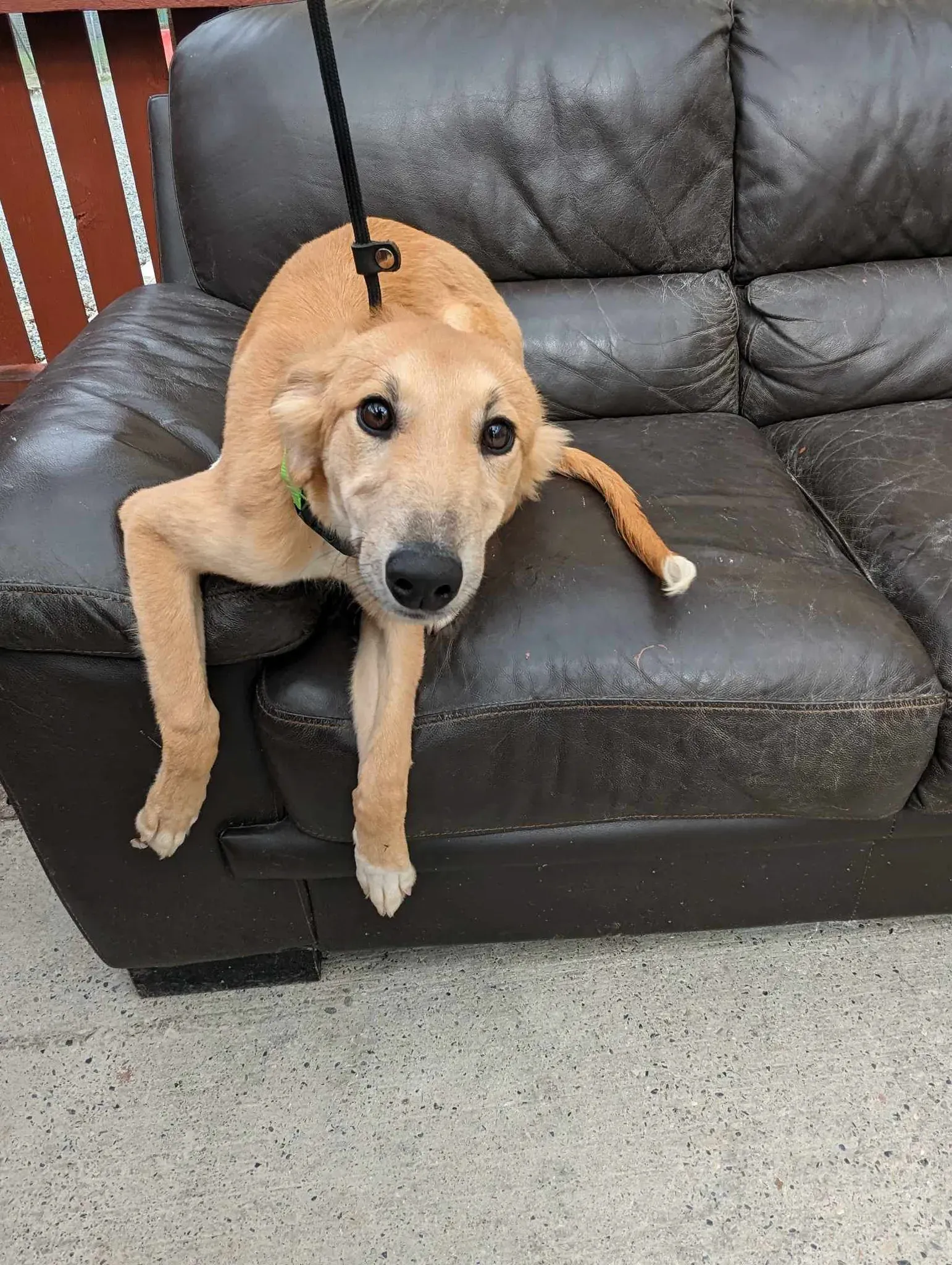 Gia adozione greyhound 25