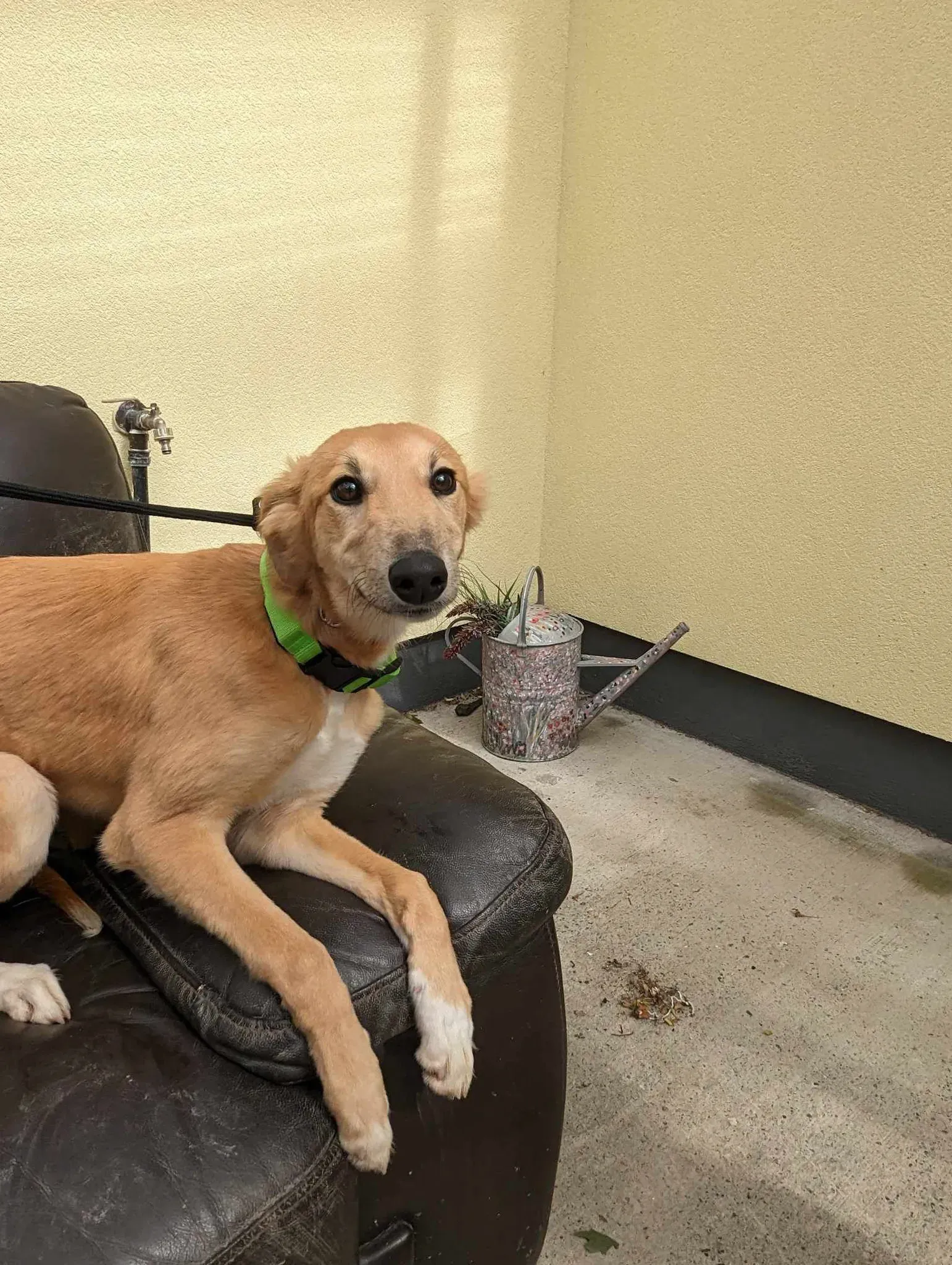 Gia adozione greyhound 26