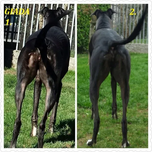 Giada before and after