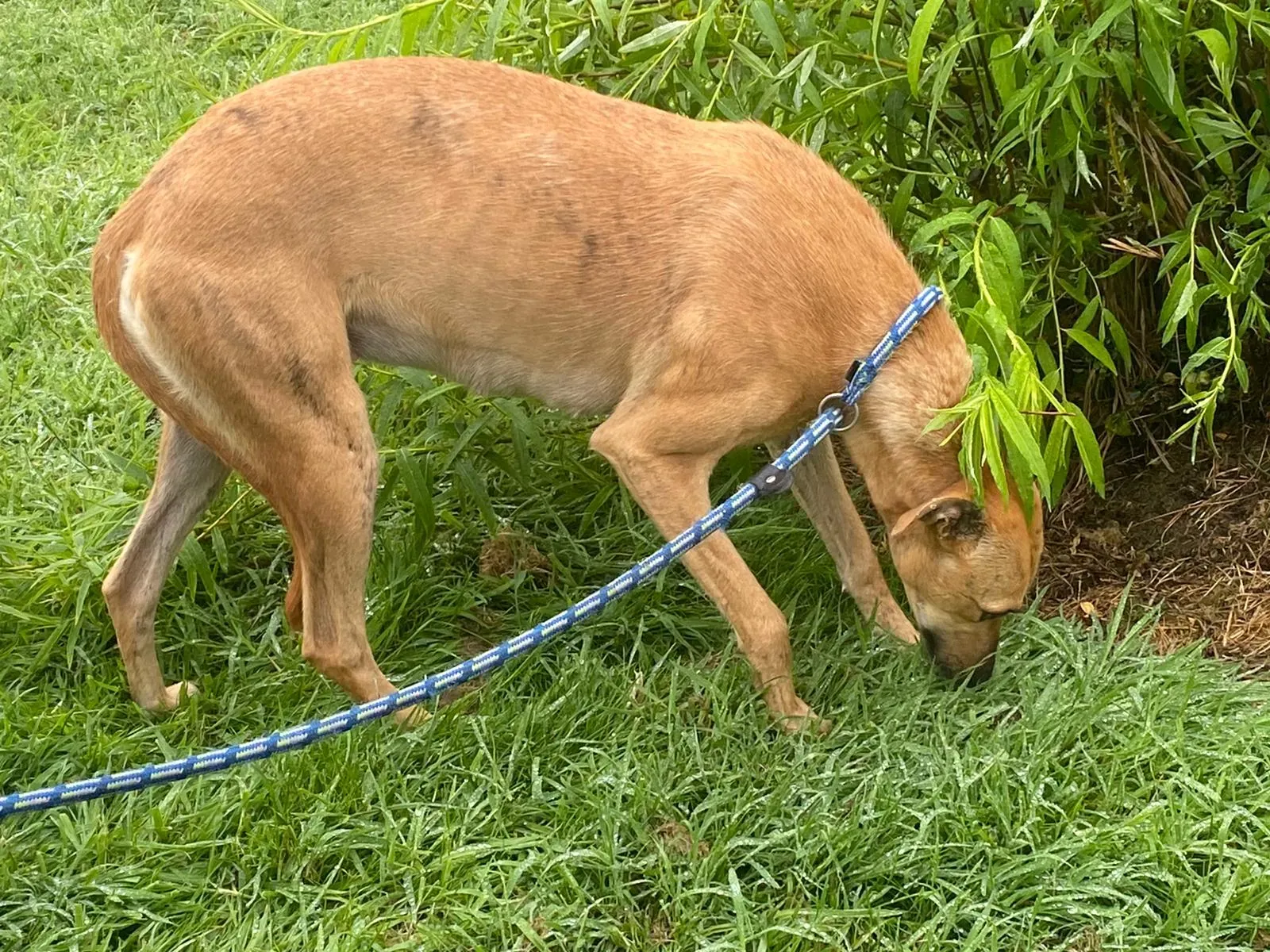 Gianna Adozione levrieri lurcher 1