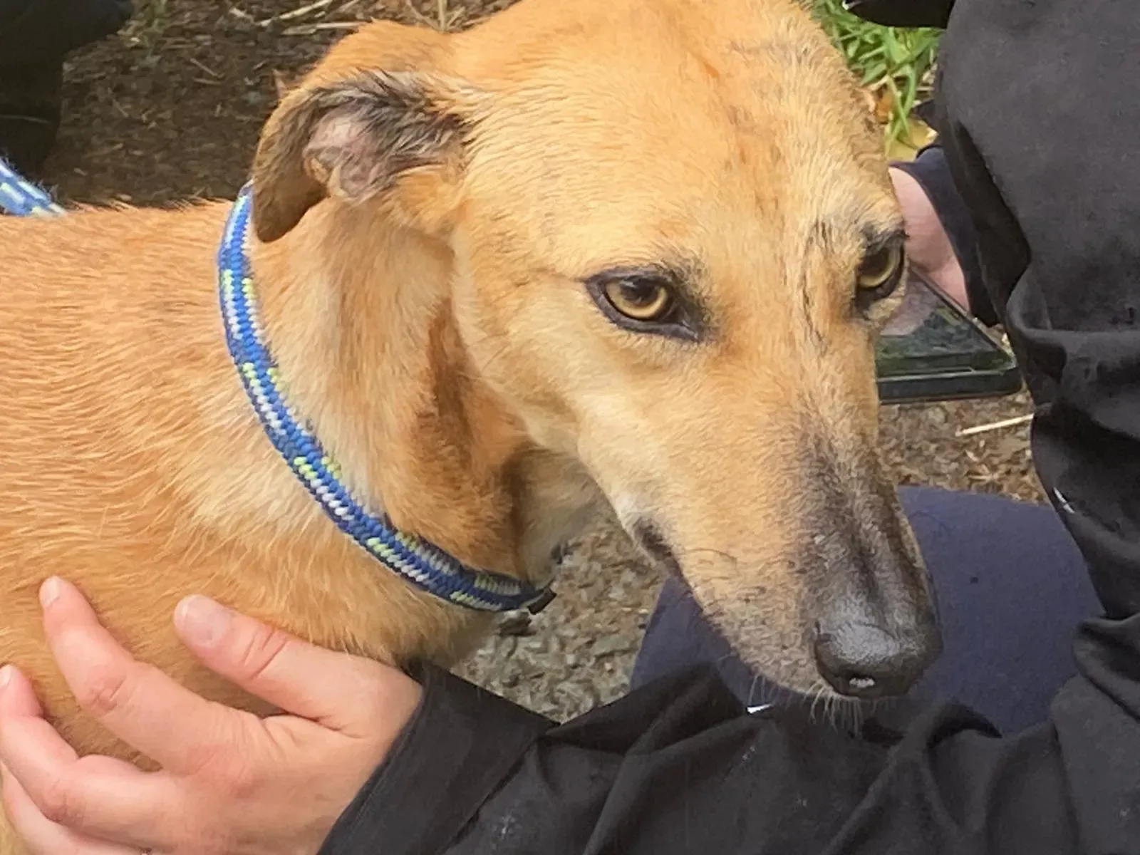 Gianna Adozione levrieri lurcher 2