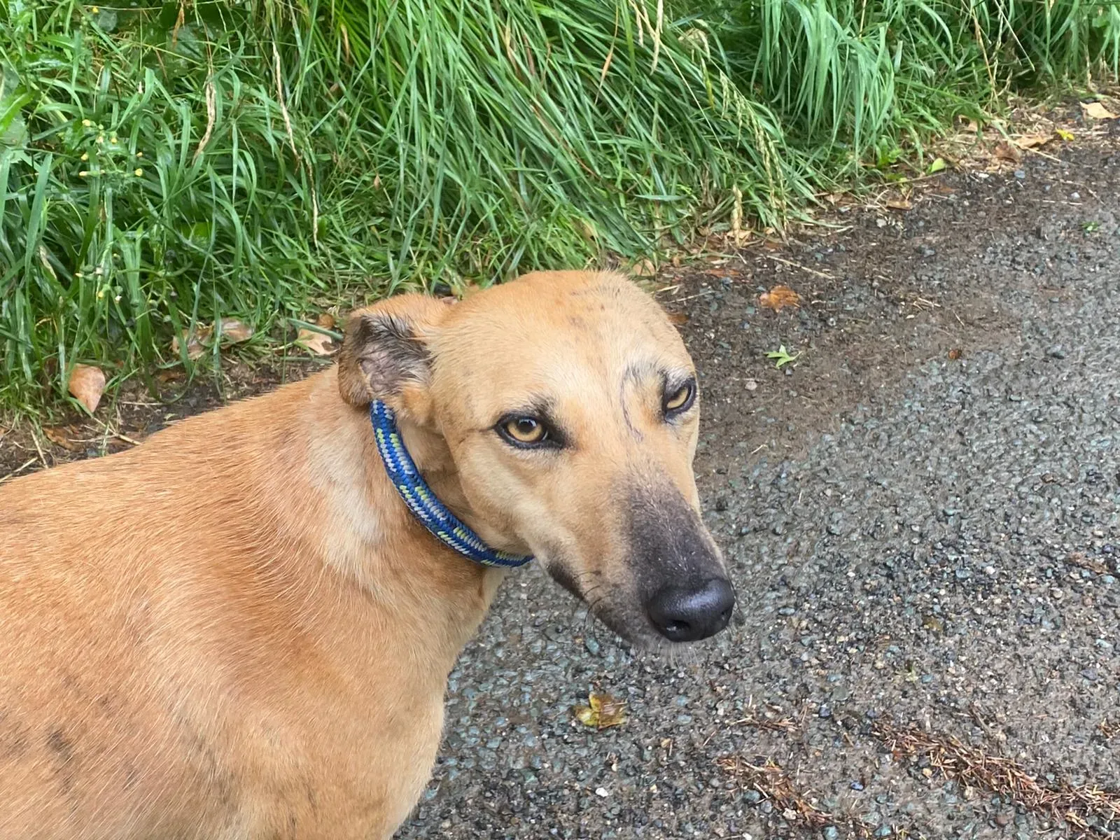Gianna Adozione levrieri lurcher 3