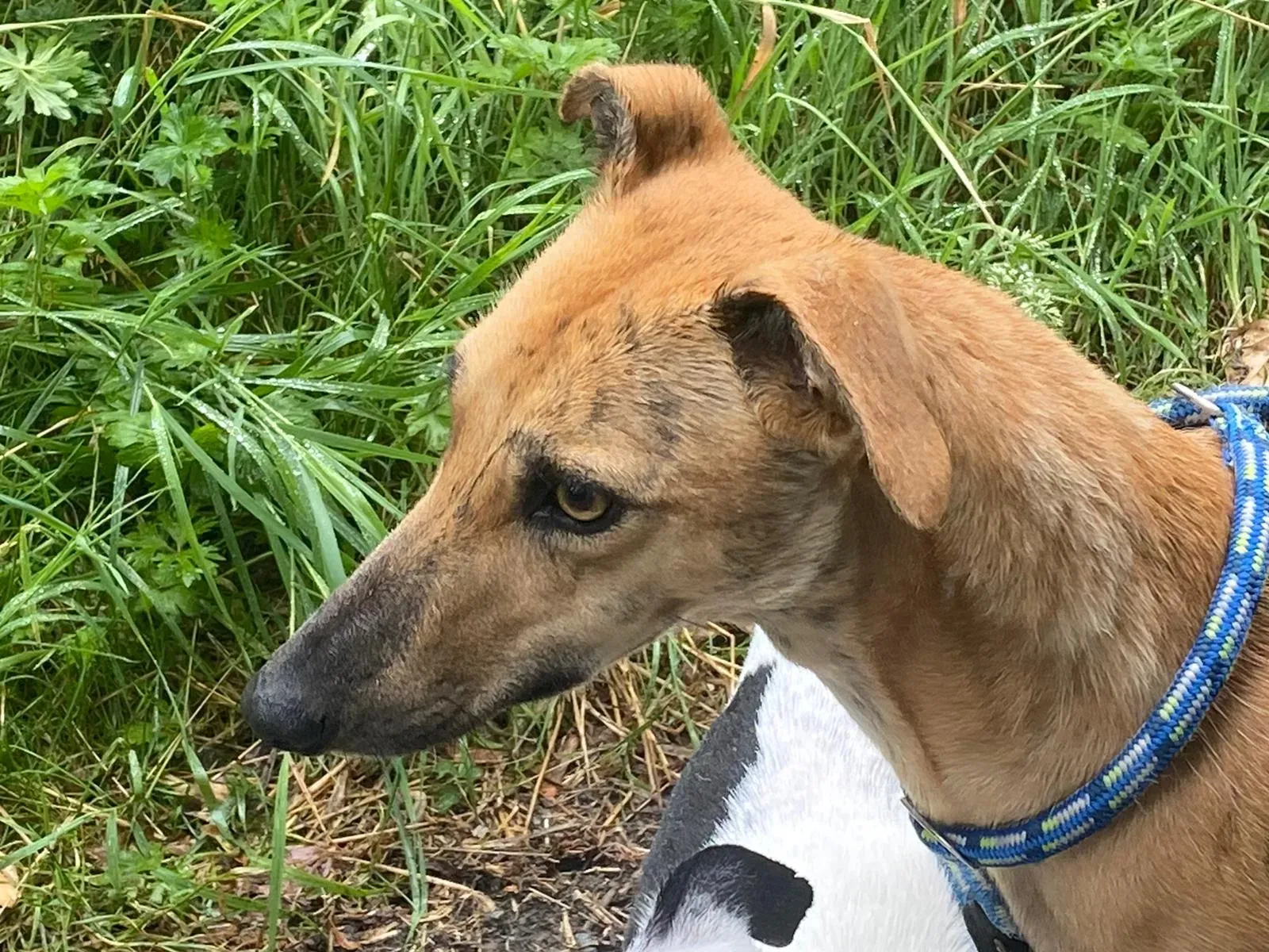 Gianna Adozione levrieri lurcher 4