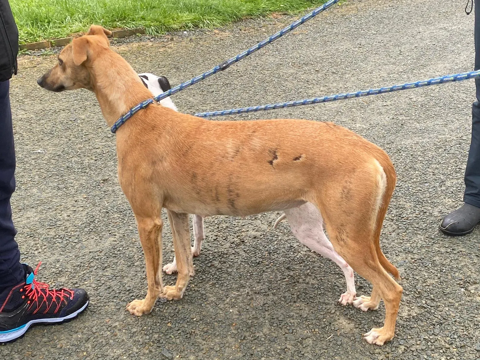 Gianna Adozione levrieri lurcher 5