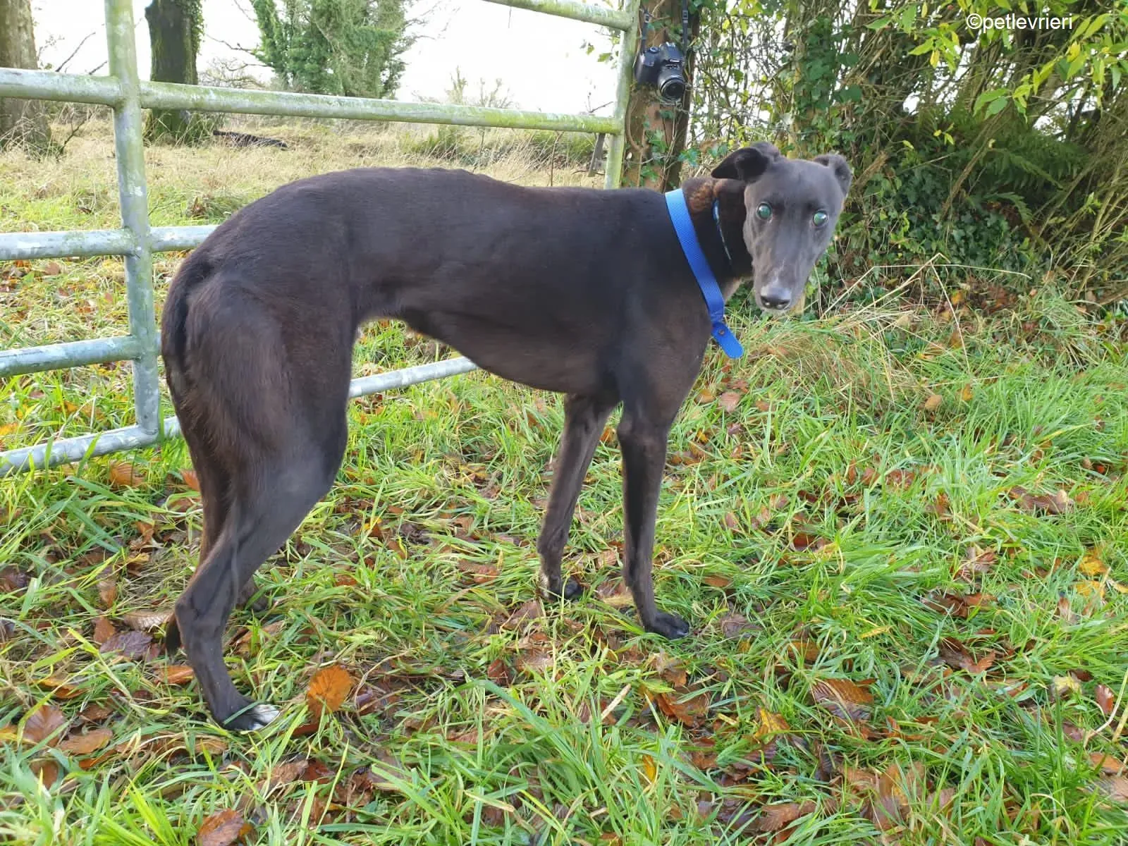 Gibbs adozione levrieri greyhound 1