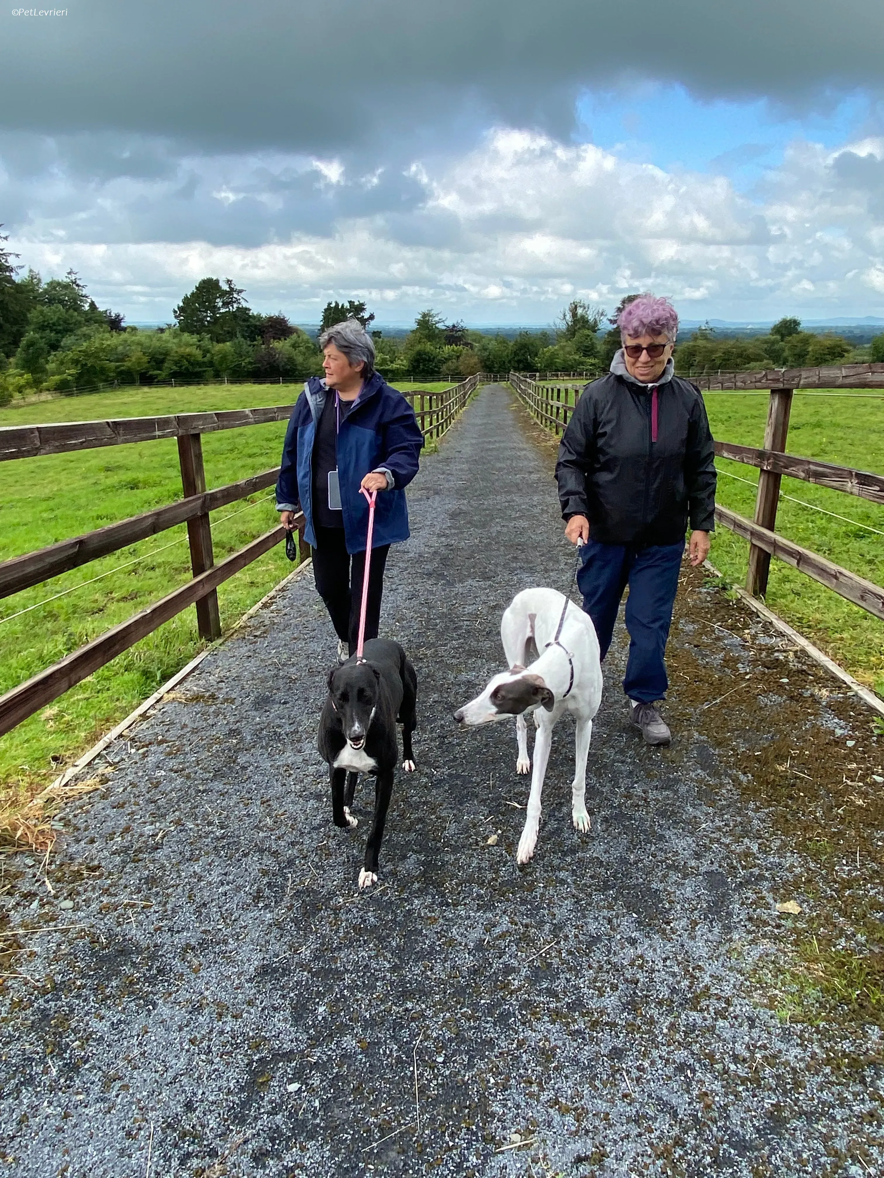 Gigi adozione levrieri greyhound 1