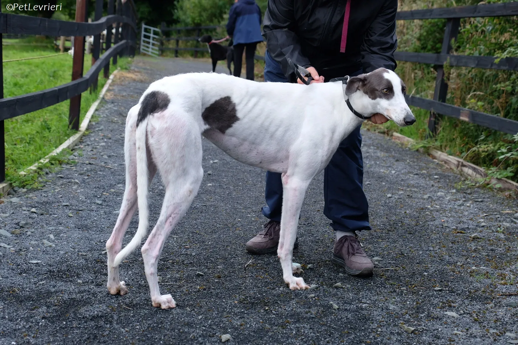 Gigi adozione levrieri greyhound 10