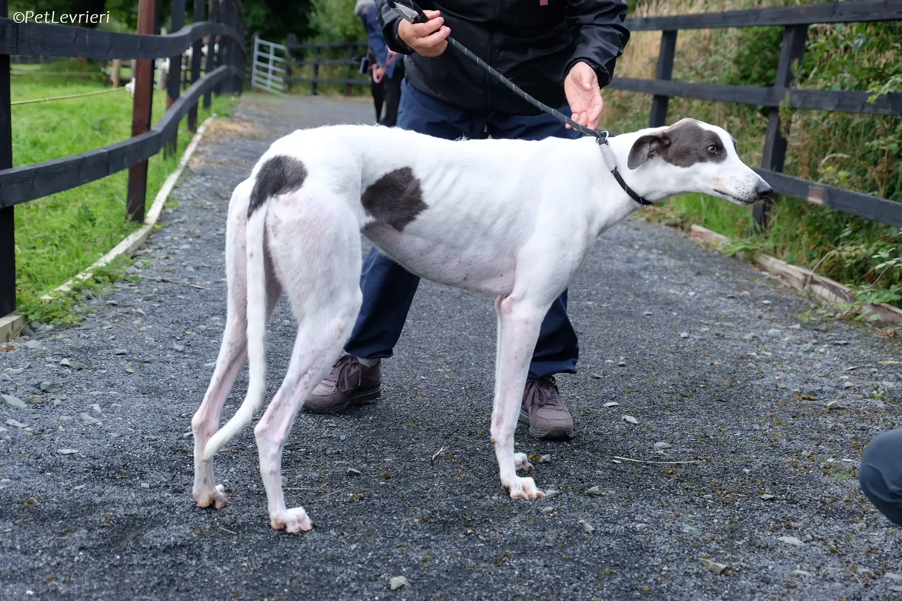 Gigi adozione levrieri greyhound 11