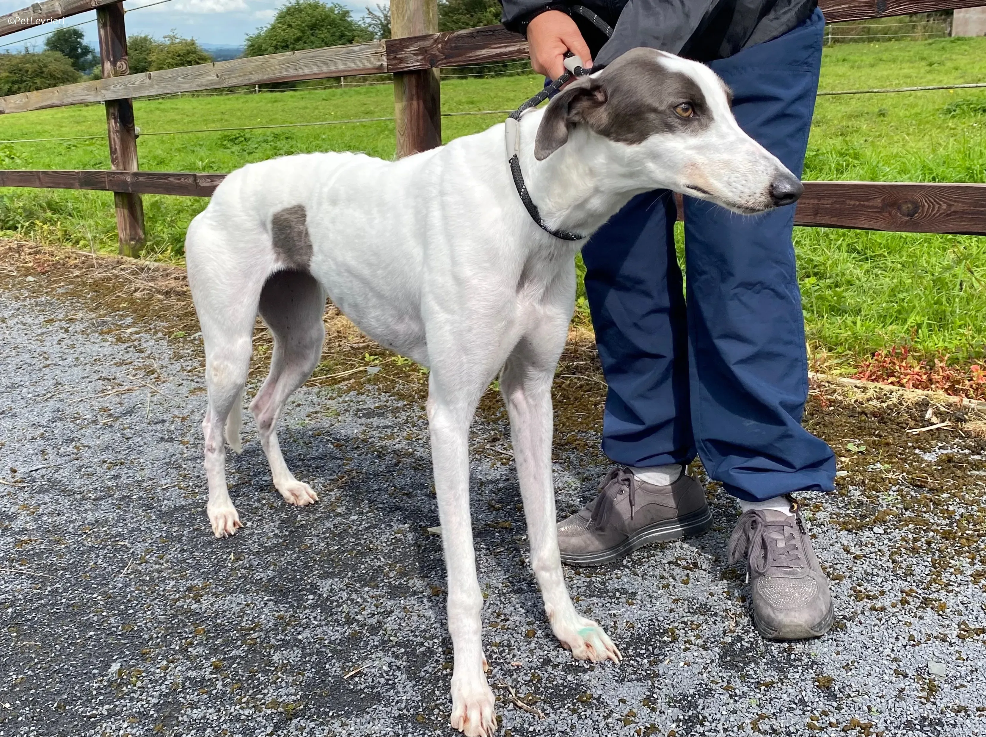 Gigi adozione levrieri greyhound 2