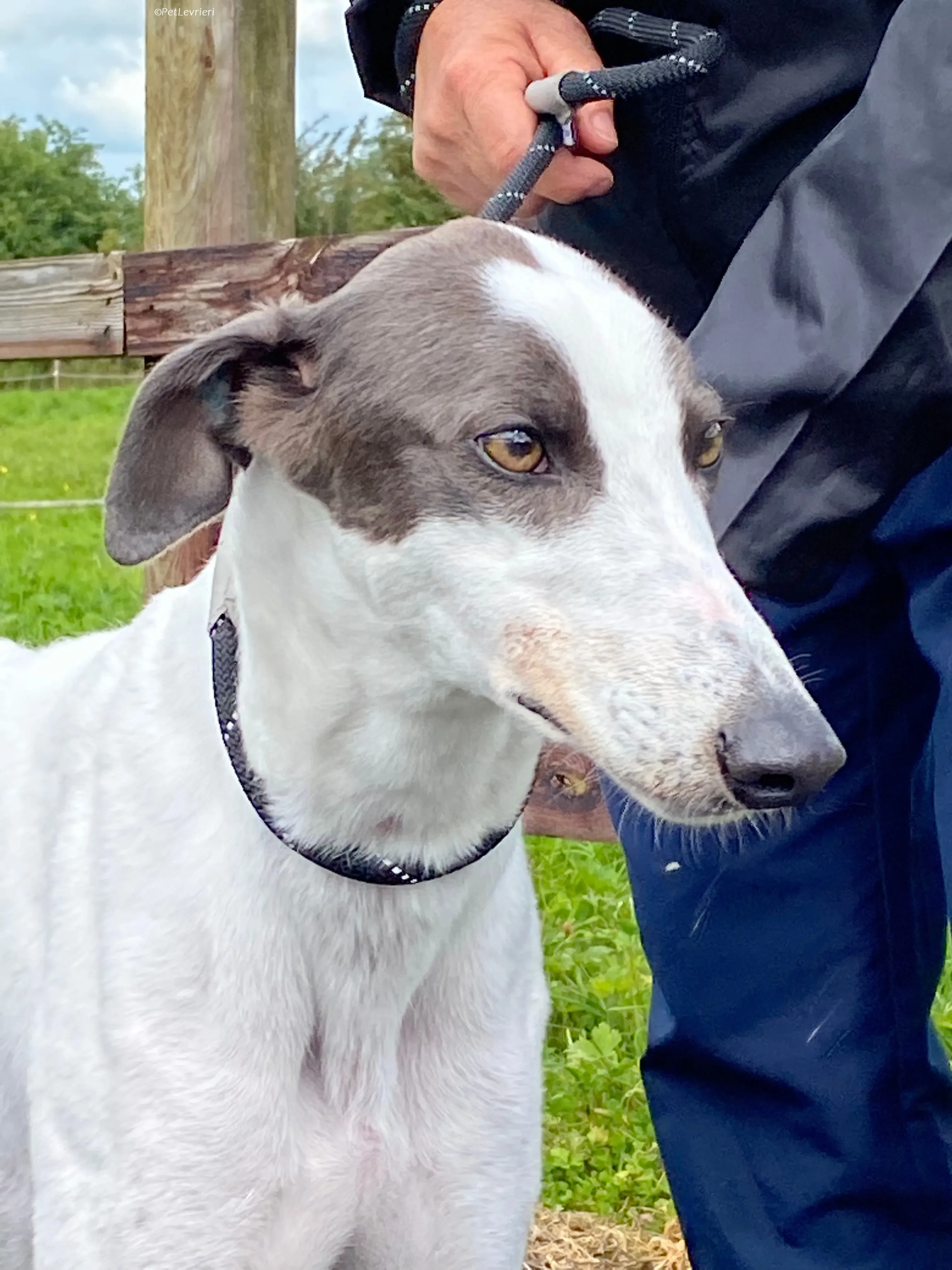 Gigi adozione levrieri greyhound 3