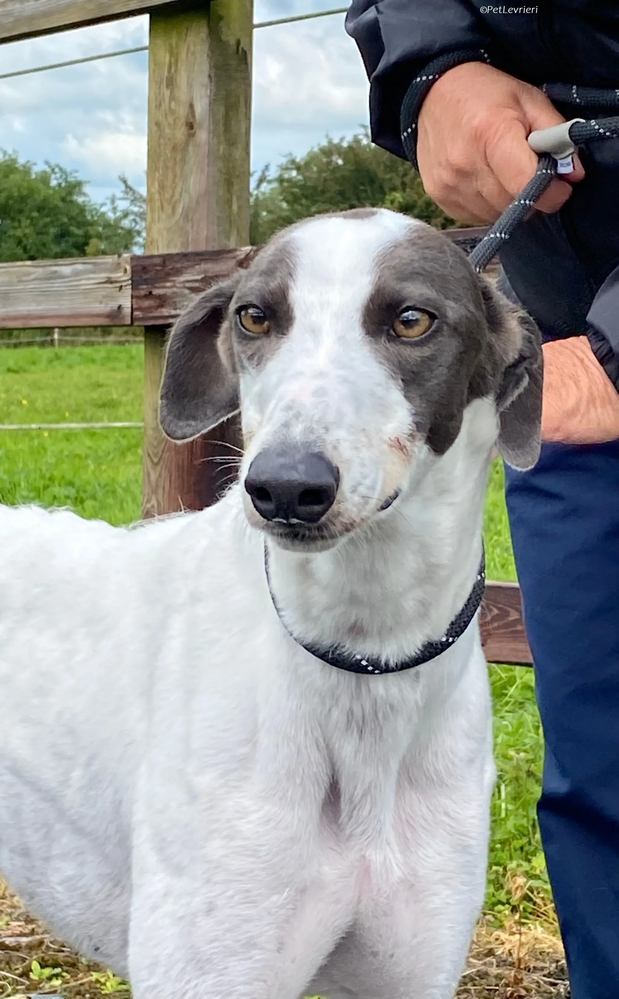 Gigi adozione levrieri greyhound 4