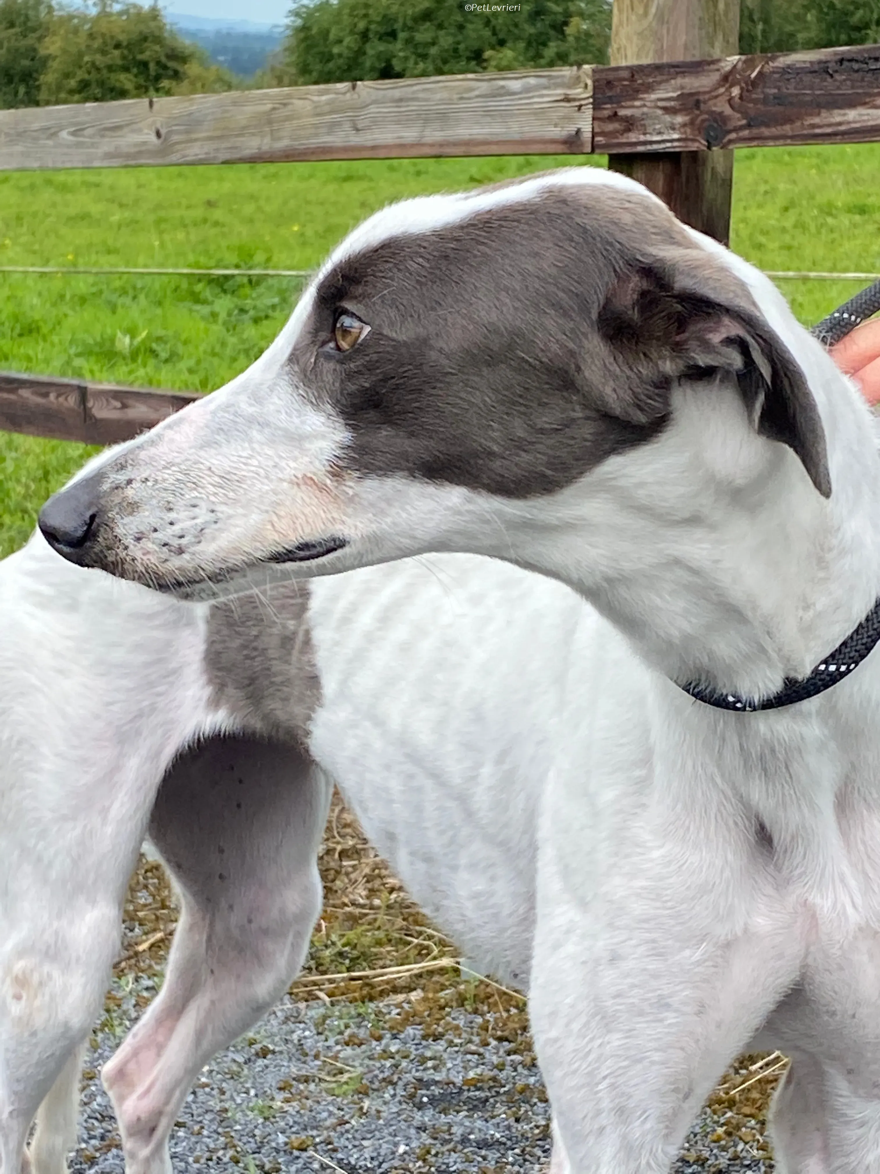 Gigi adozione levrieri greyhound 5