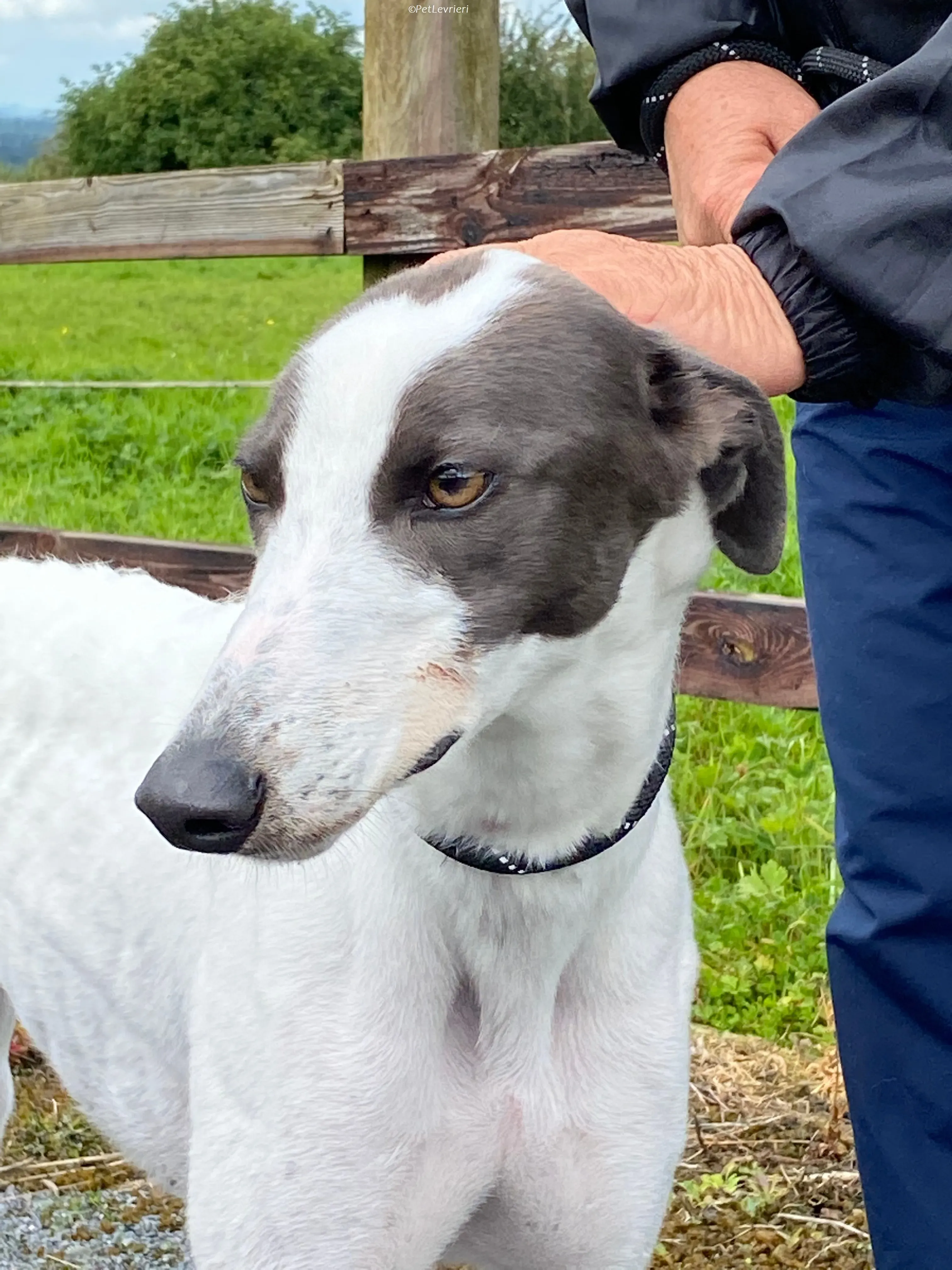 Gigi adozione levrieri greyhound 6