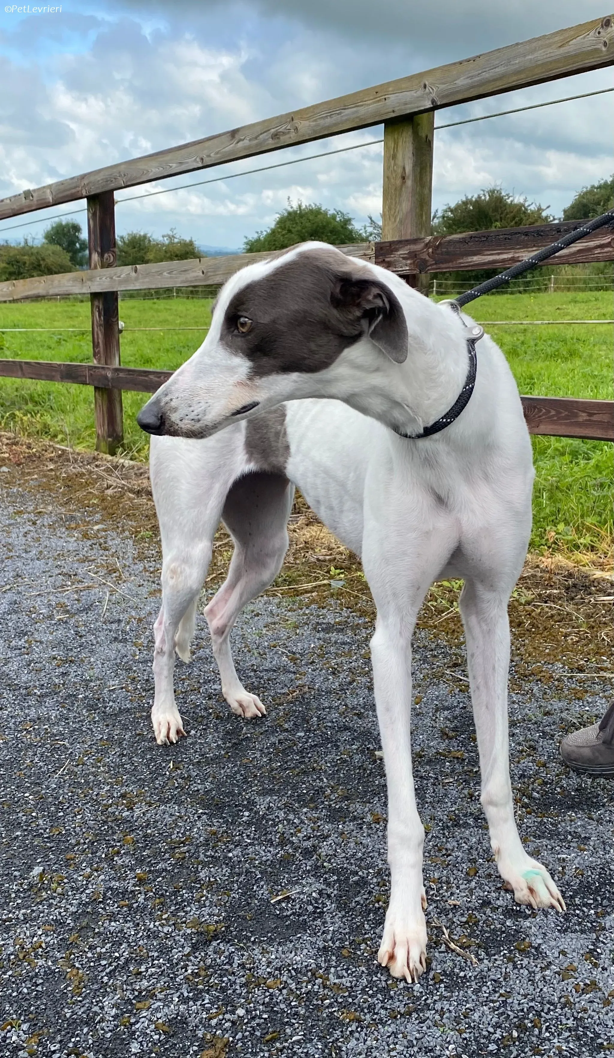 Gigi adozione levrieri greyhound 7