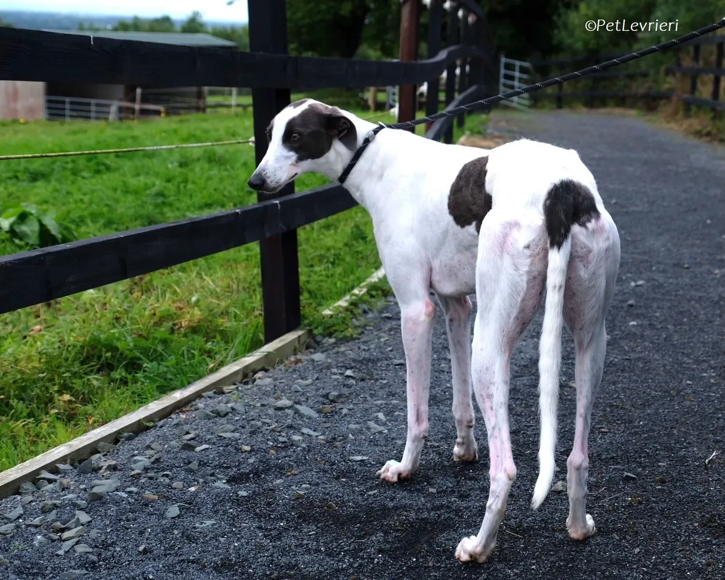 Gigi adozione levrieri greyhound 8