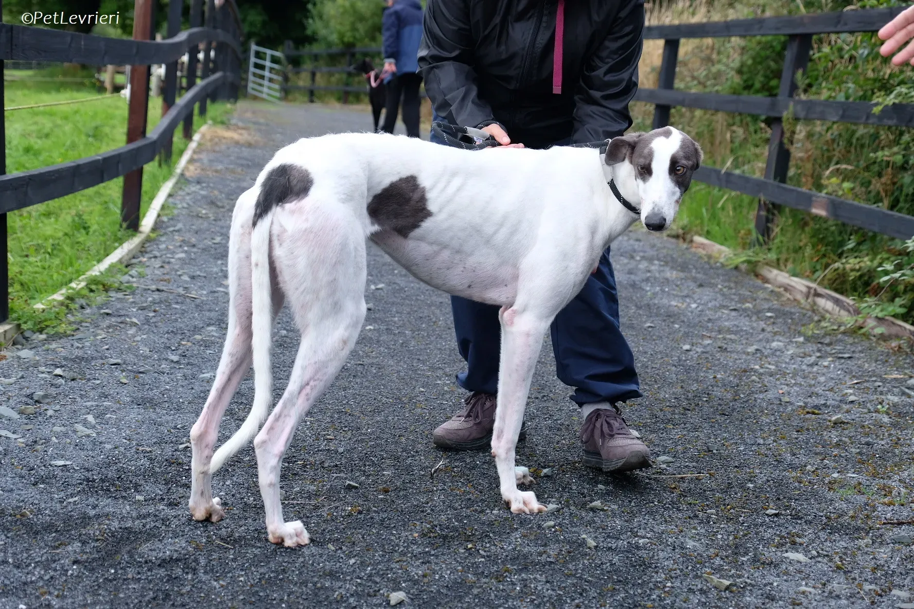 Gigi adozione levrieri greyhound 9