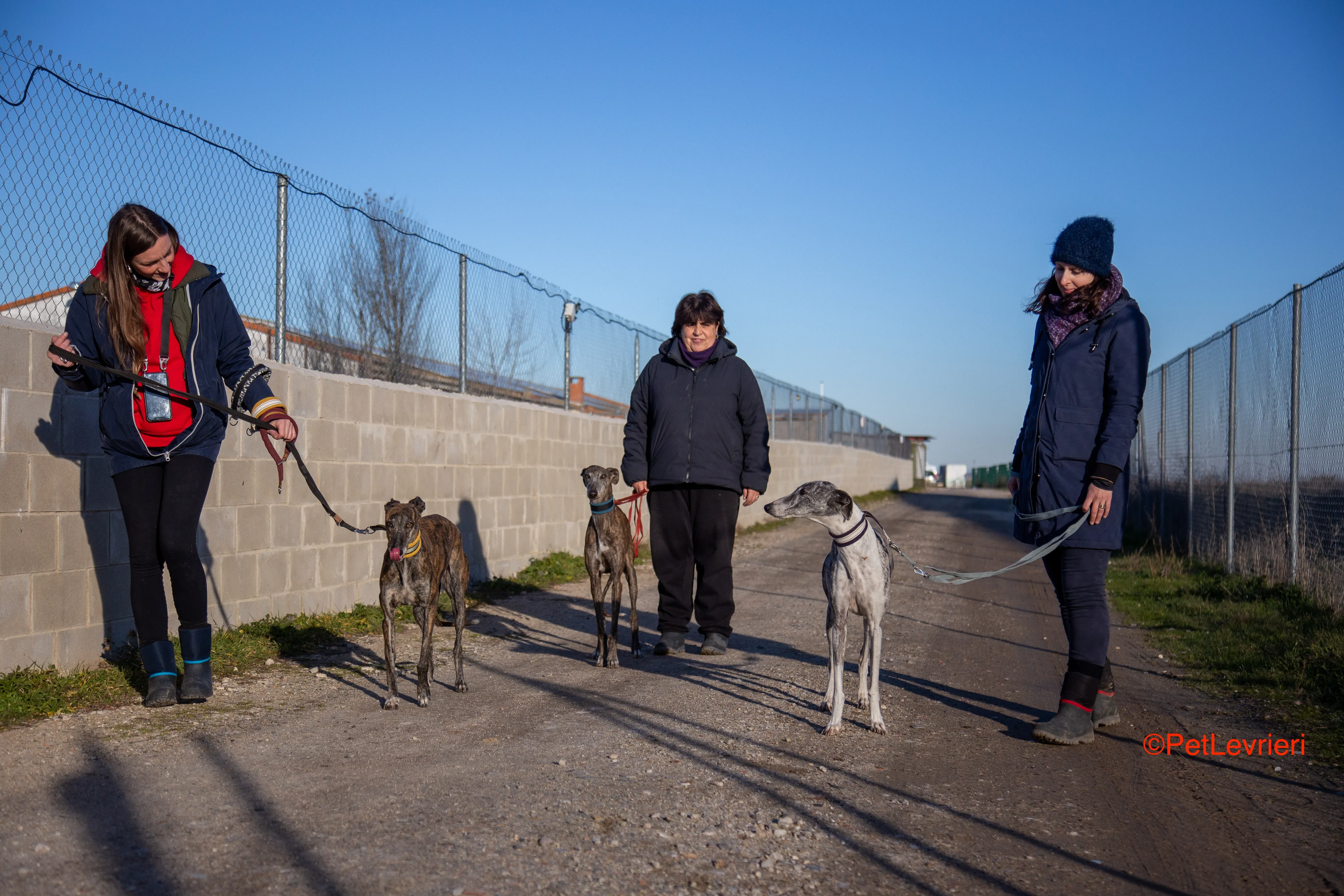Ginny adozione levrieri galgo 1