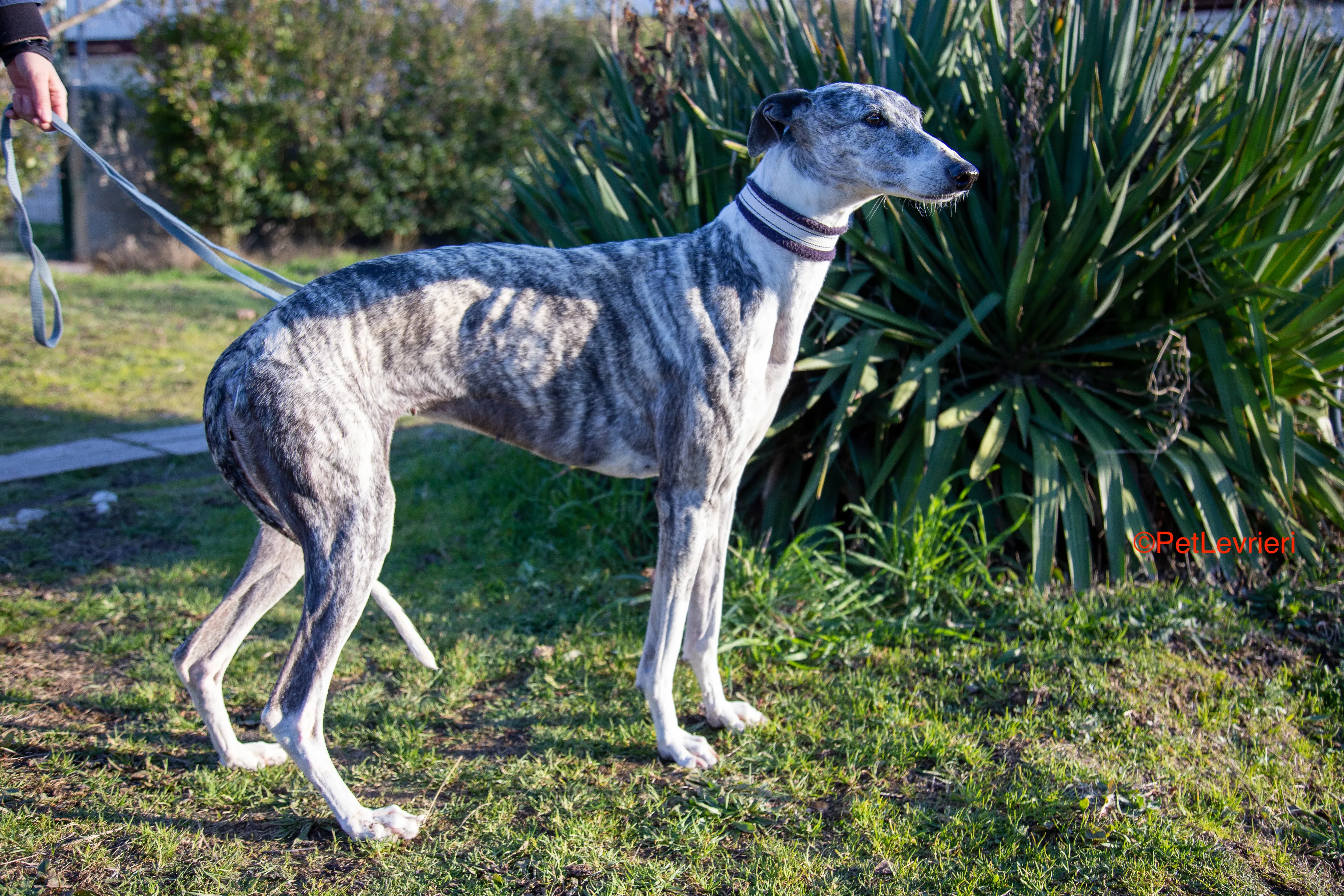 Ginny adozione levrieri galgo 10