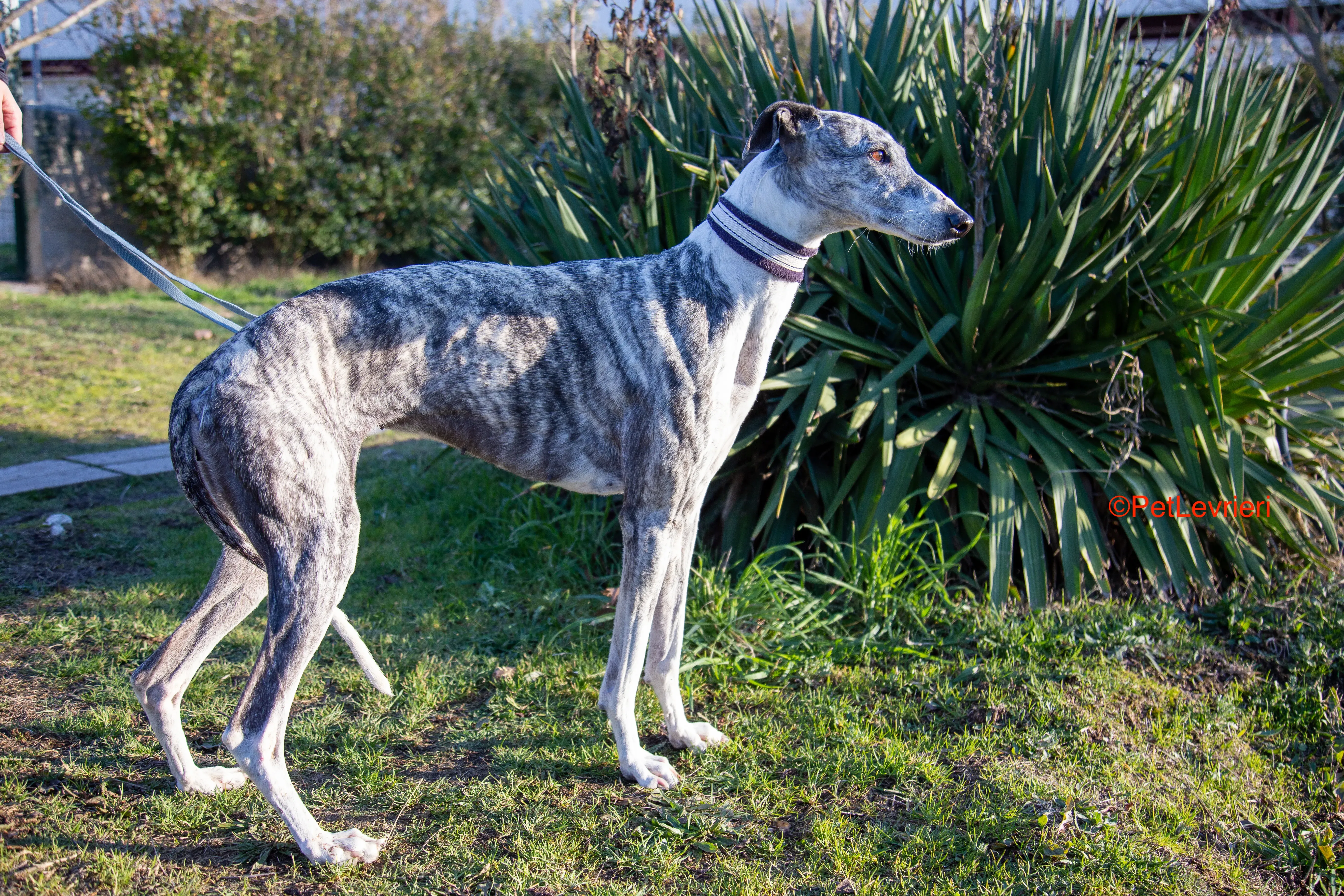 Ginny adozione levrieri galgo 11