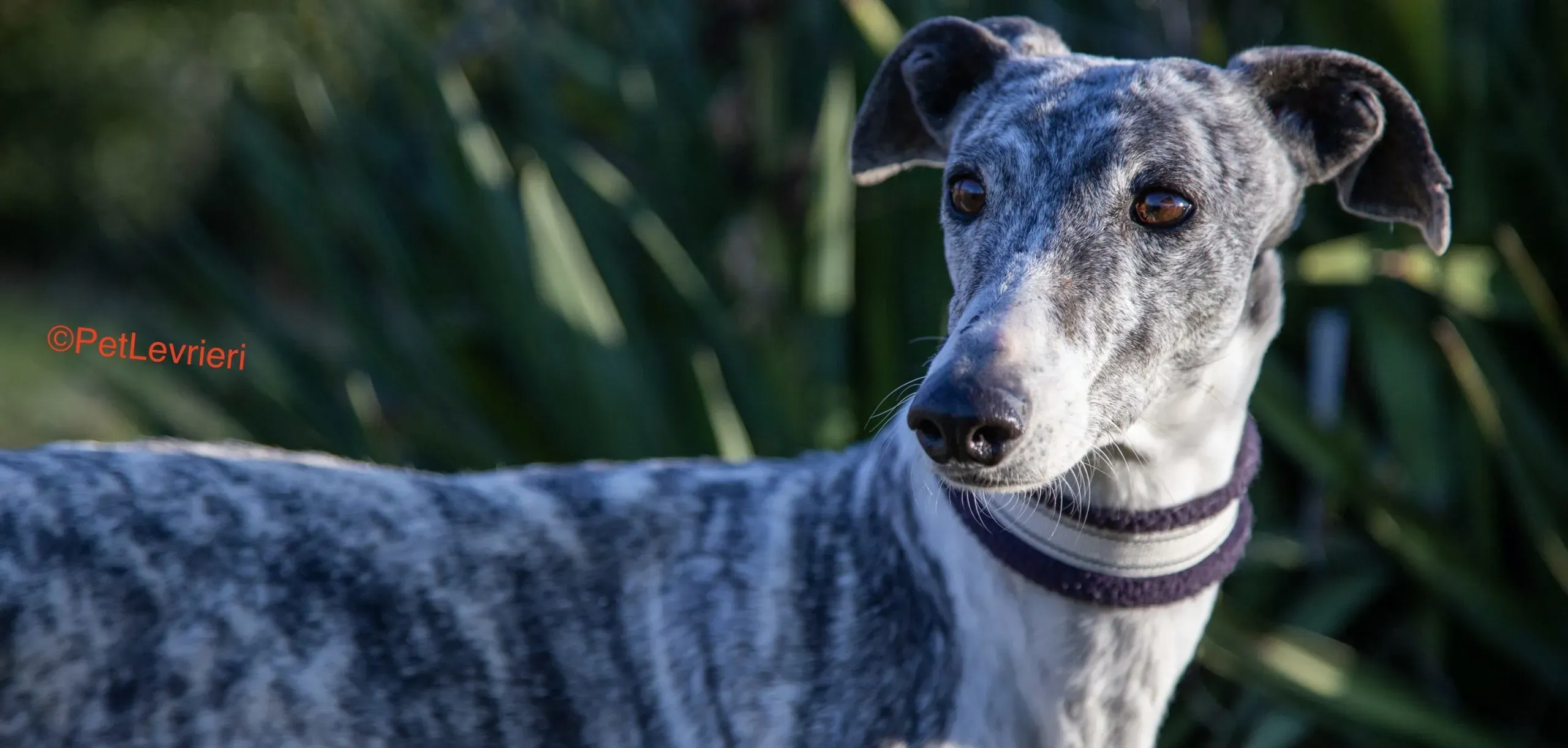 Ginny adozione levrieri galgo 12 scaled e1643154695212