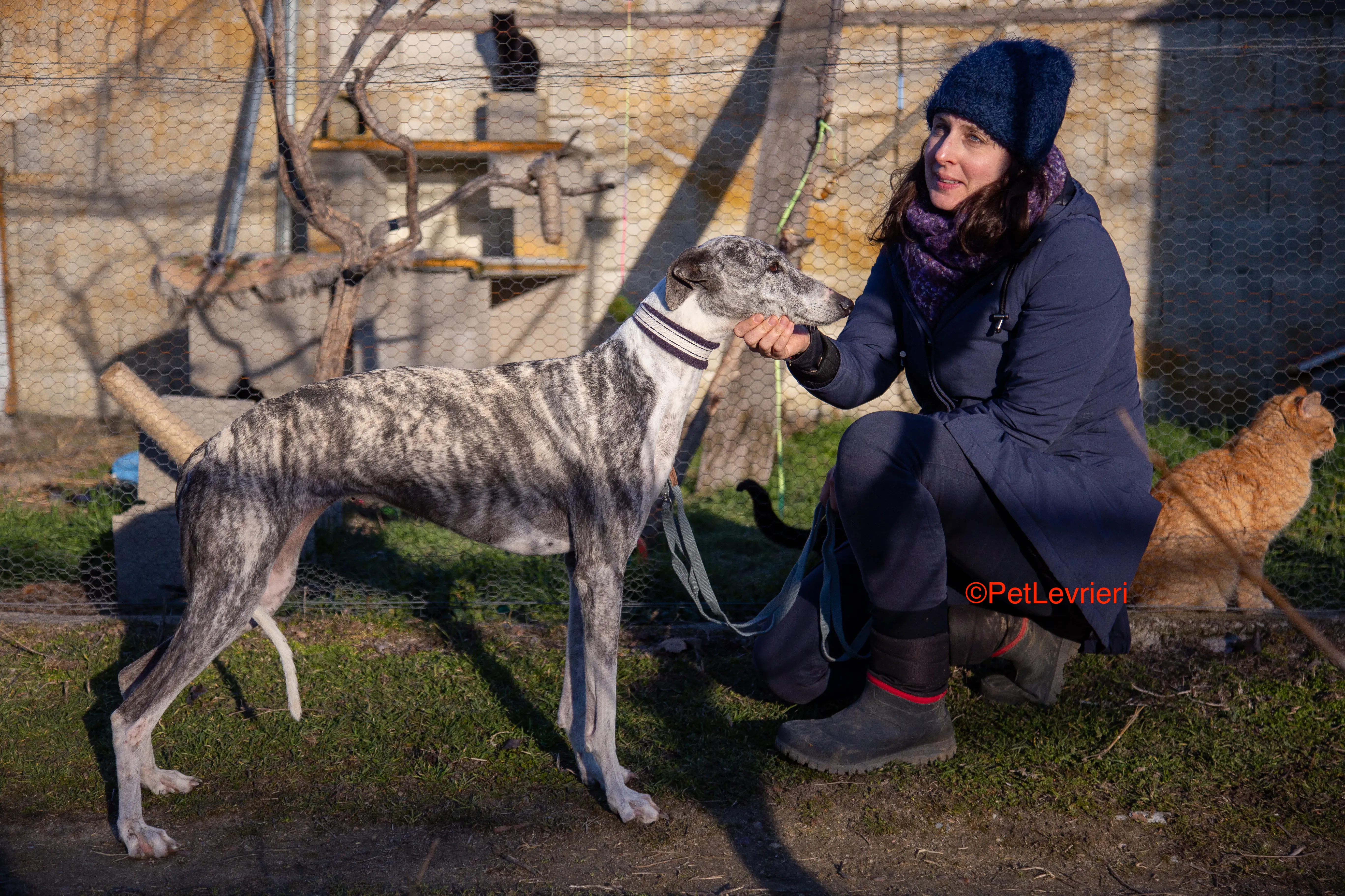 Ginny adozione levrieri galgo 13