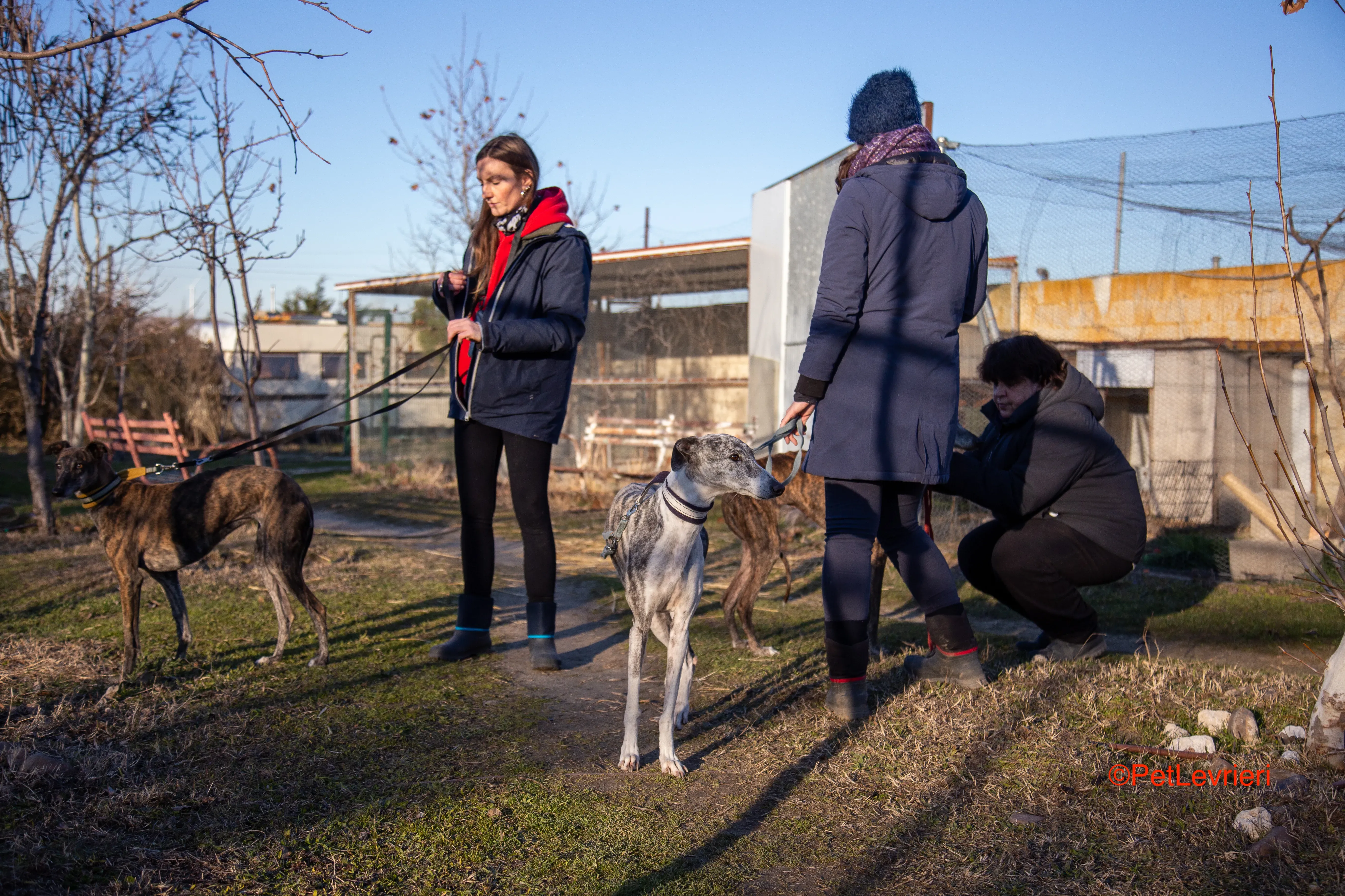 Ginny adozione levrieri galgo 14