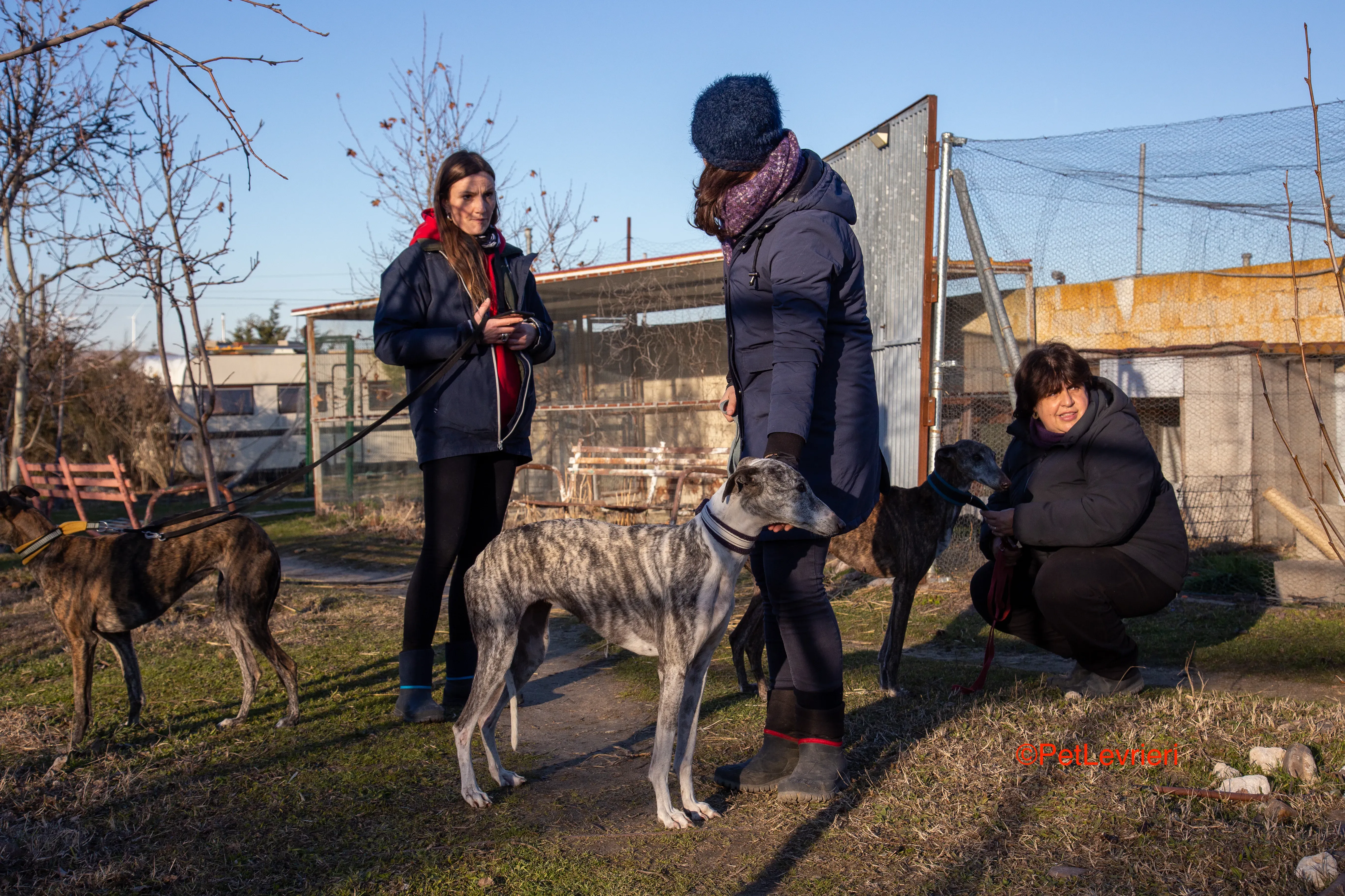 Ginny adozione levrieri galgo 15