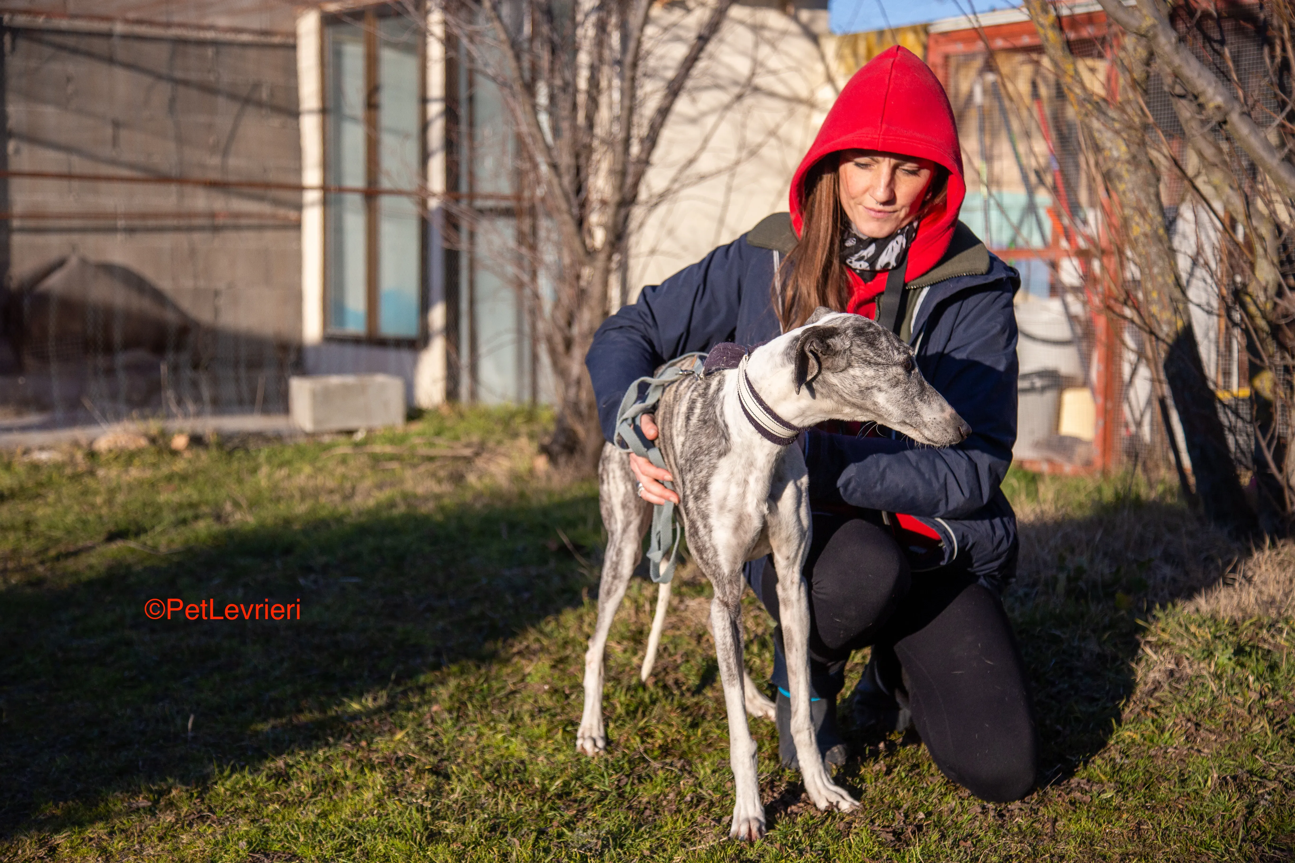 Ginny adozione levrieri galgo 16