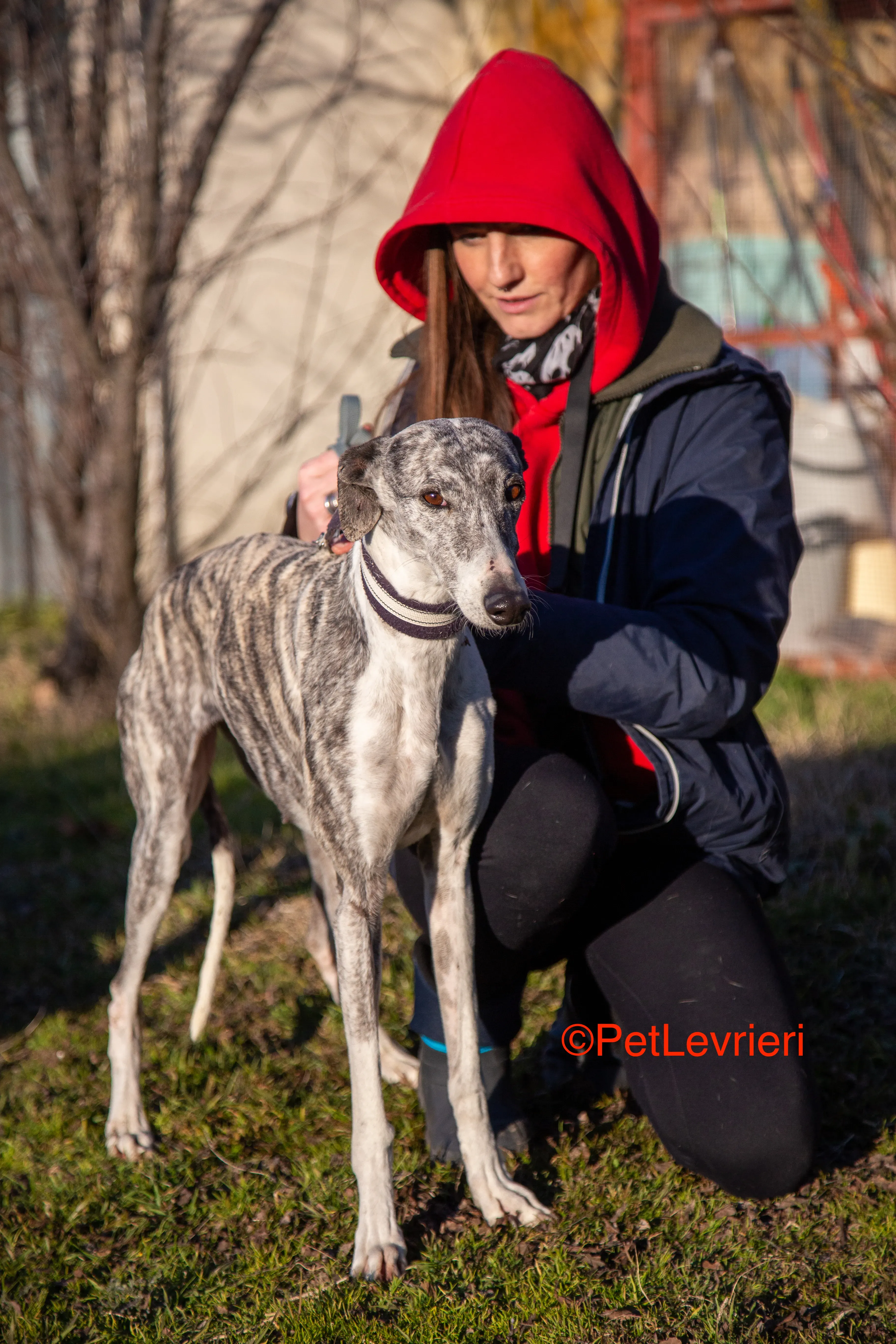 Ginny adozione levrieri galgo 17