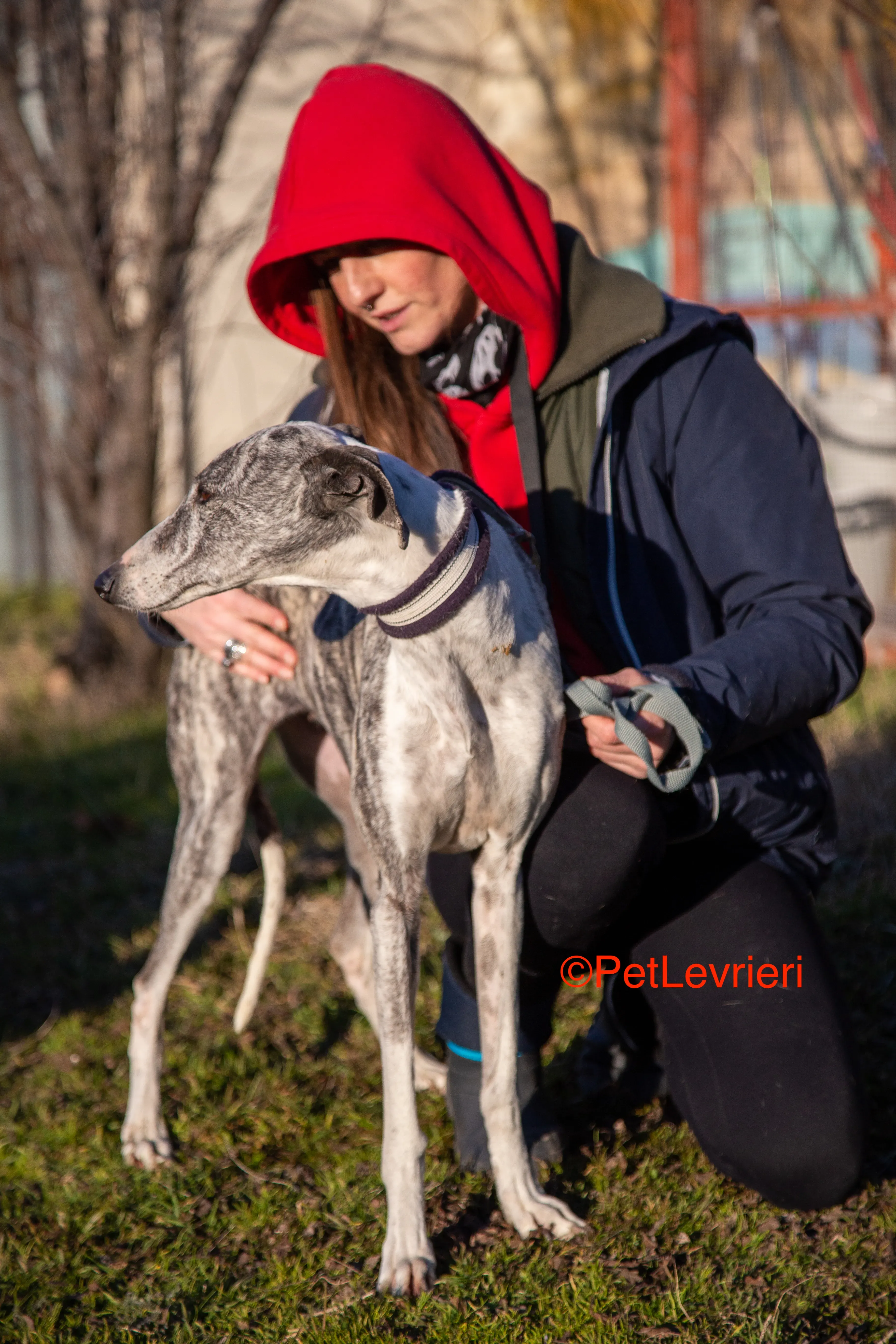 Ginny adozione levrieri galgo 18