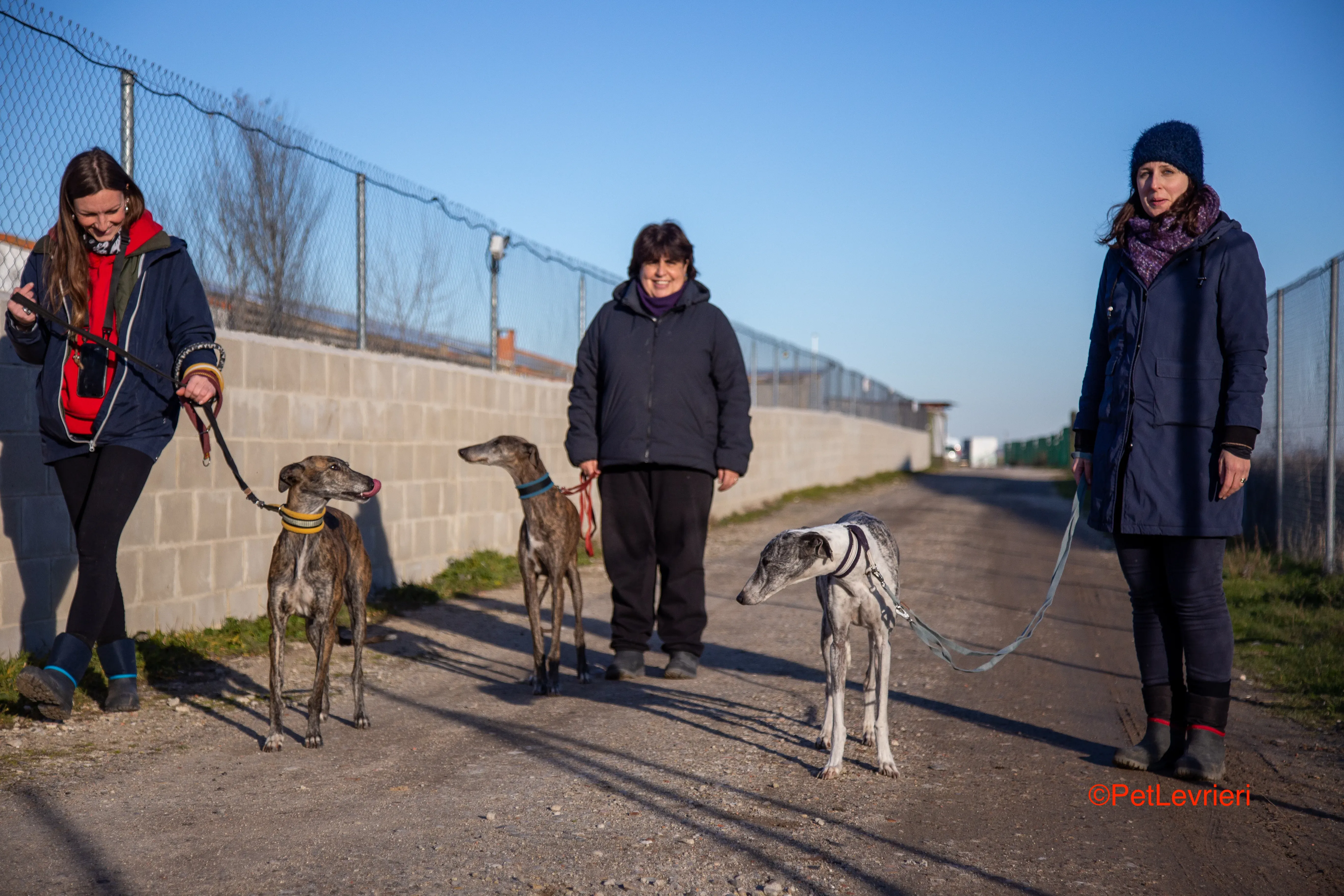 Ginny adozione levrieri galgo 2