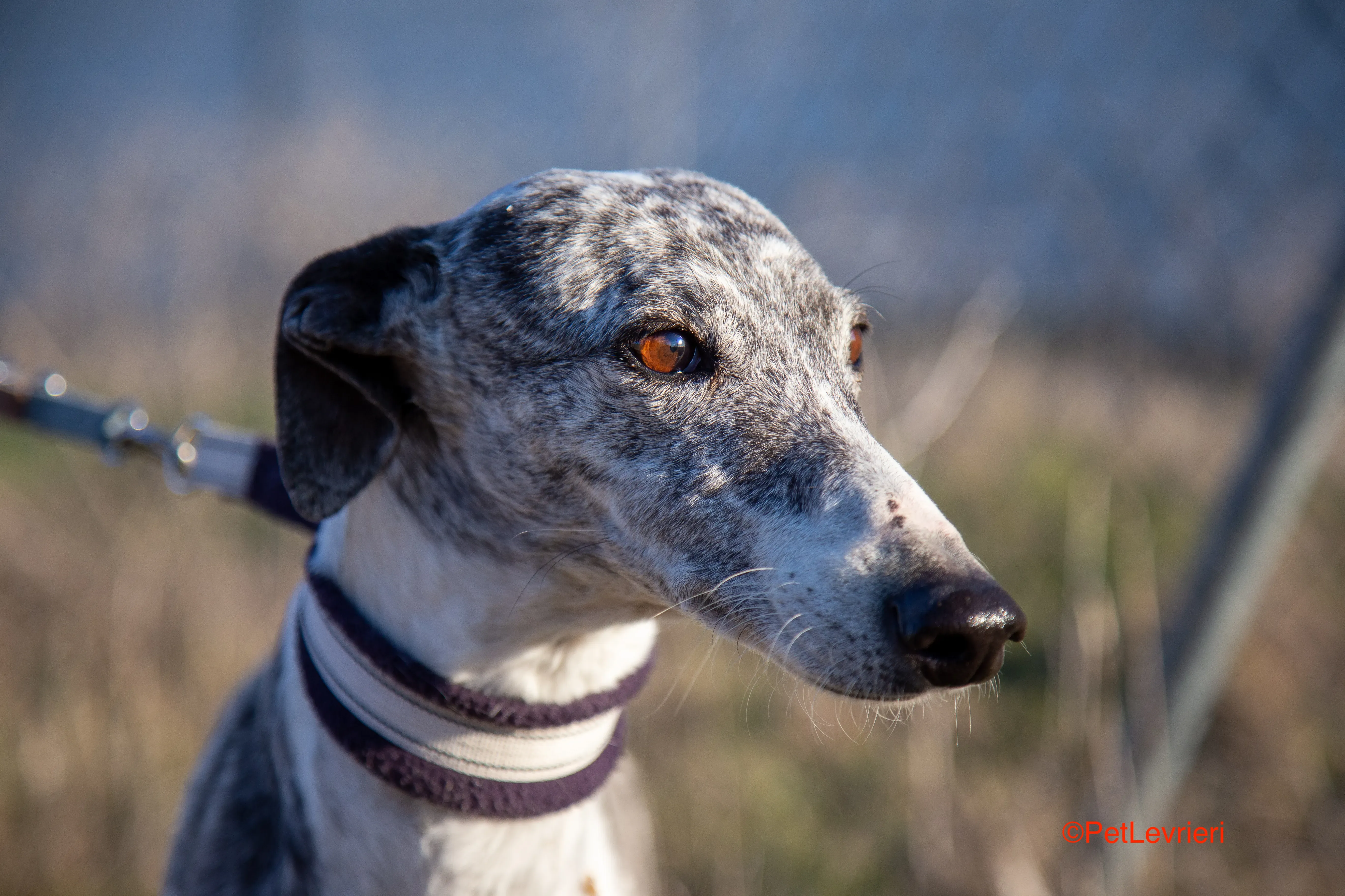 Ginny adozione levrieri galgo 3