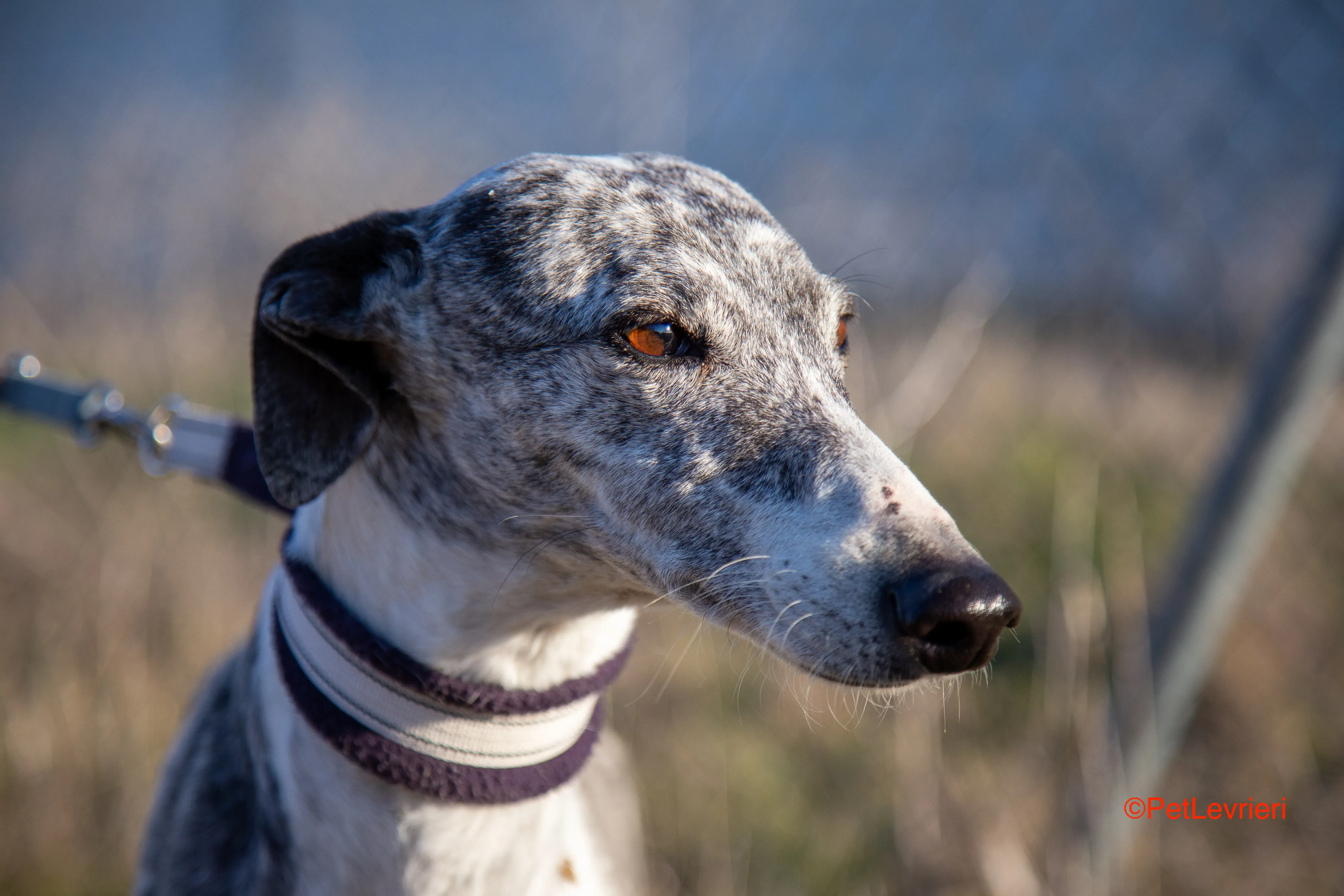 Ginny adozione levrieri galgo 4