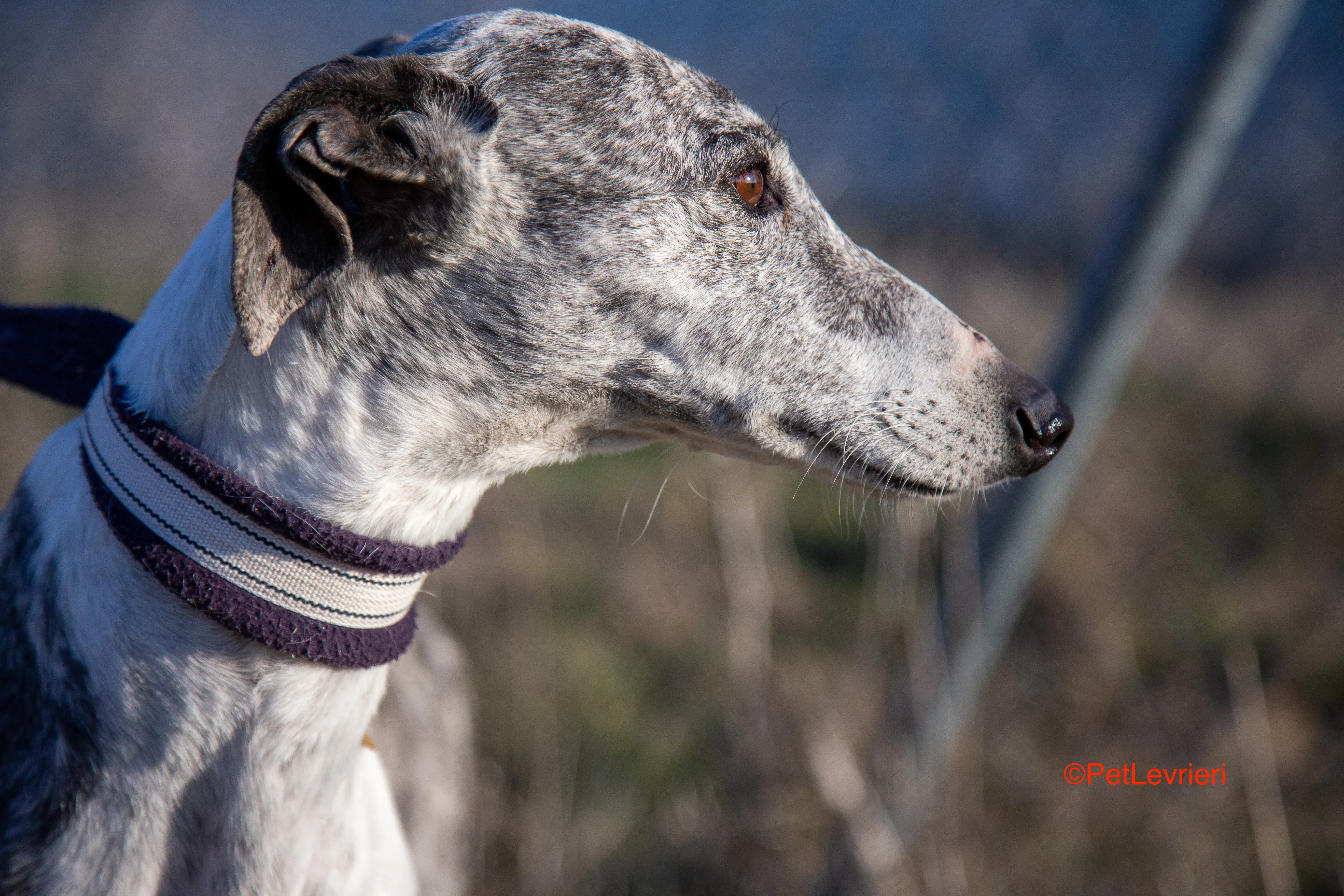 Ginny adozione levrieri galgo 5