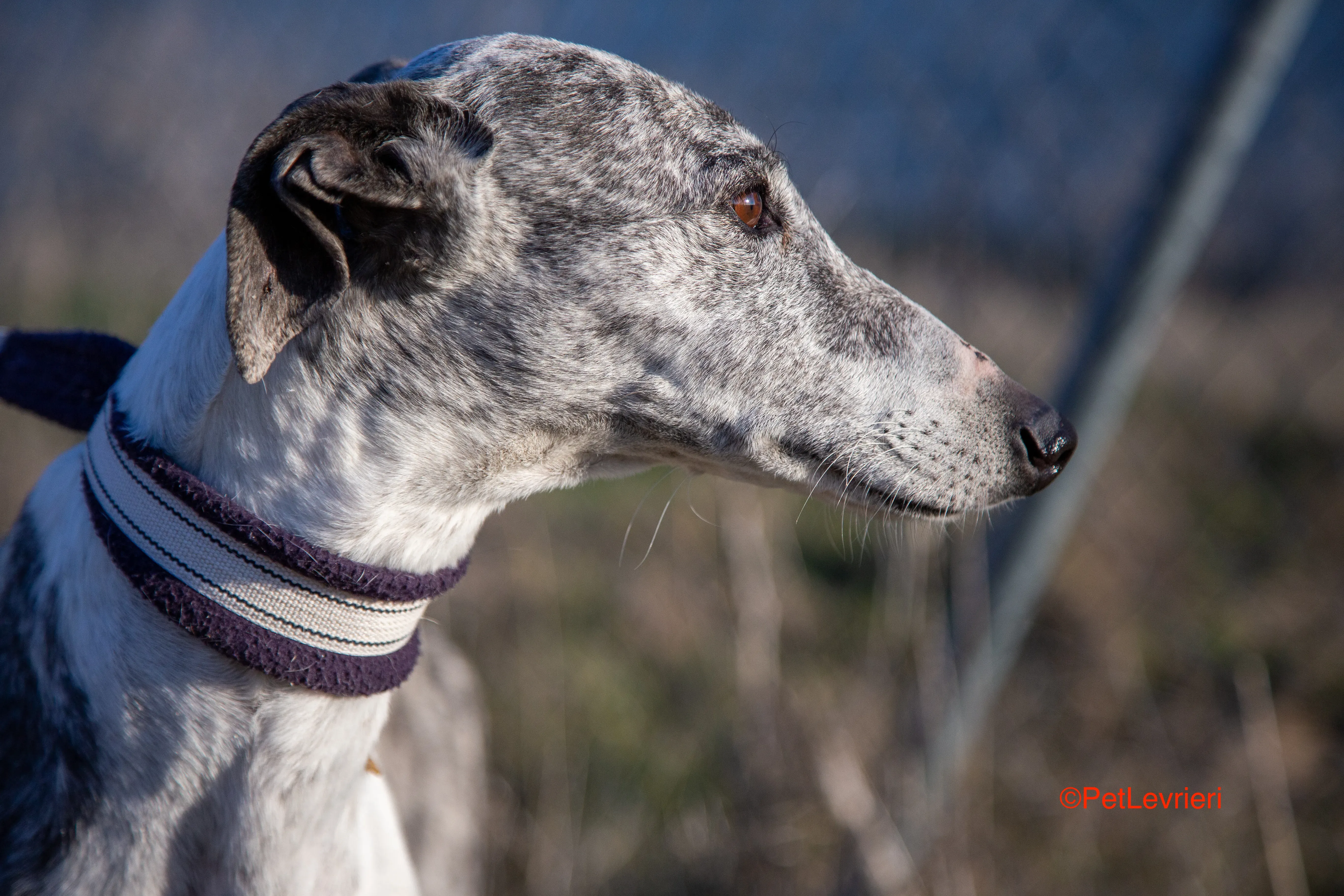 Ginny adozione levrieri galgo 6