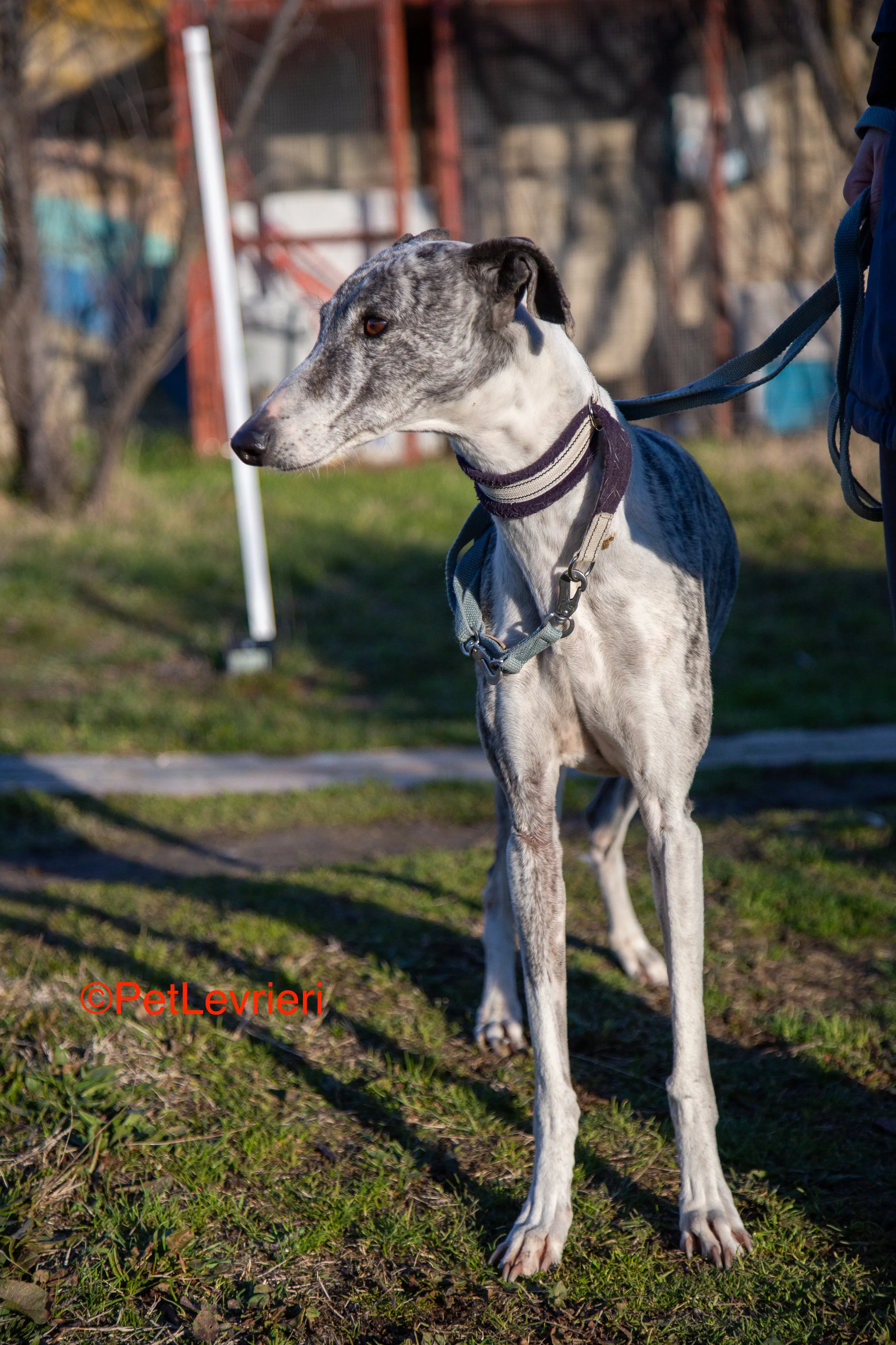 Ginny adozione levrieri galgo 7