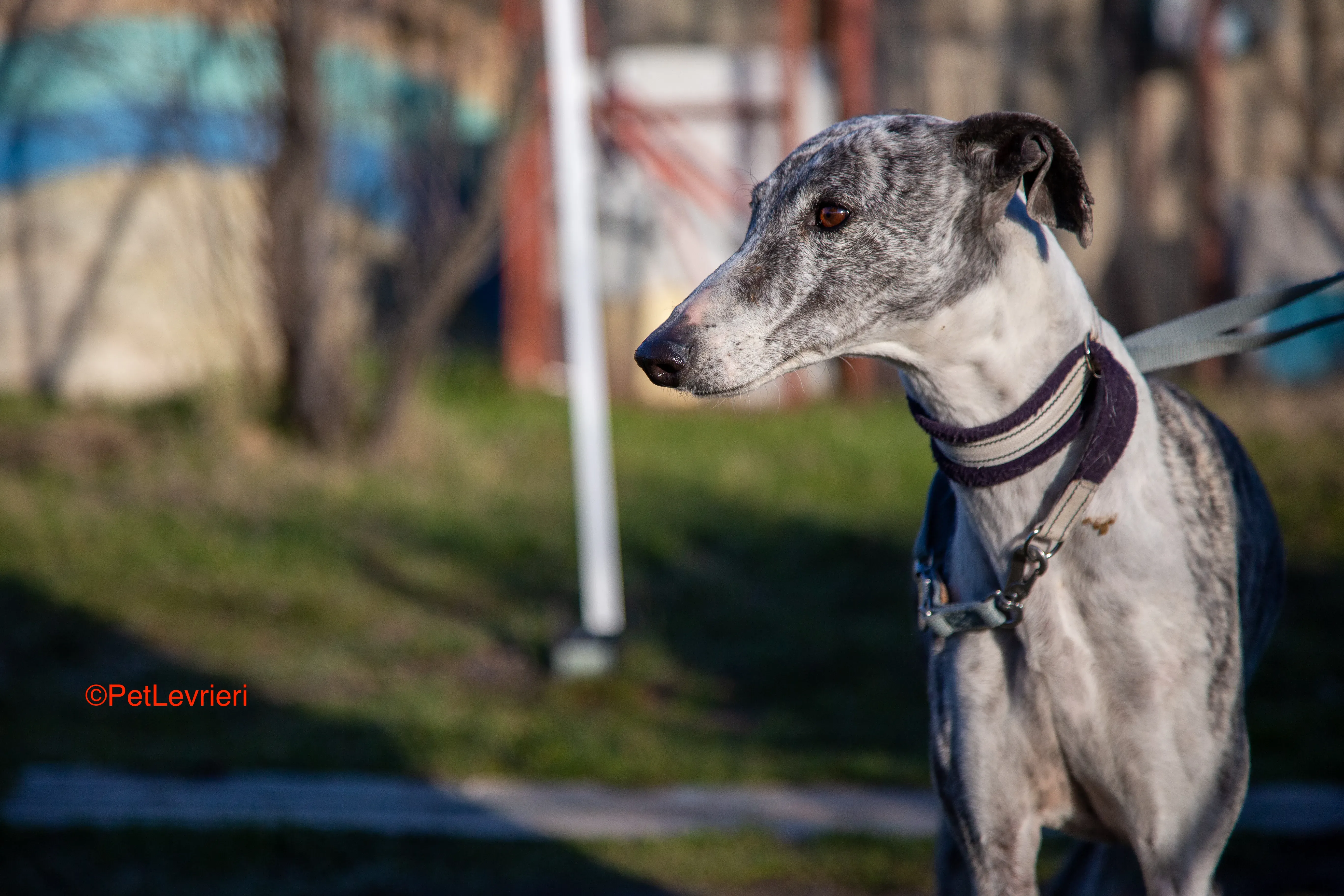 Ginny adozione levrieri galgo 8