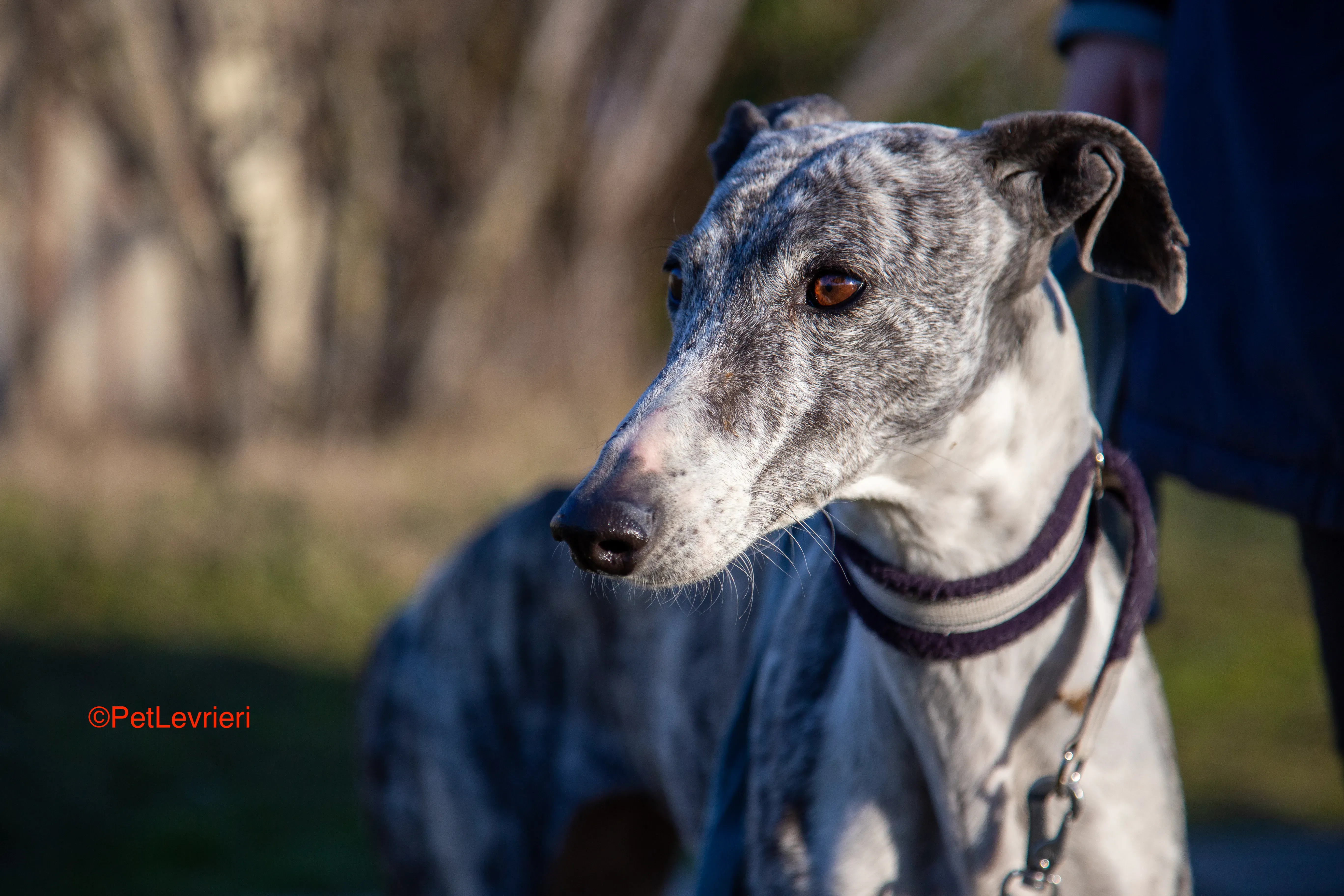 Ginny adozione levrieri galgo 9