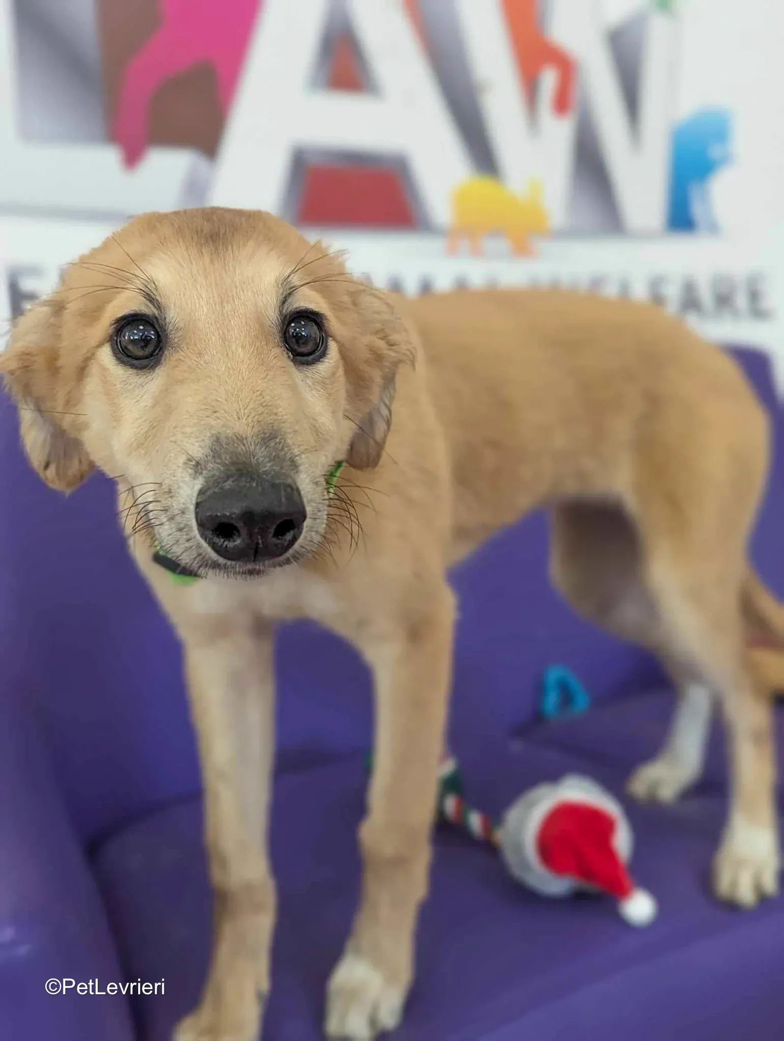 Gino adozione greyhound 01