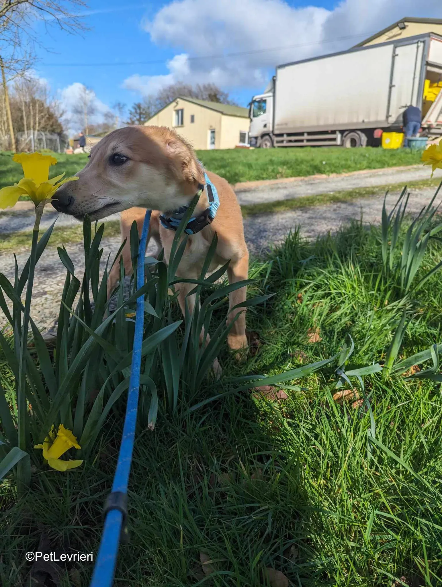 Gino adozione greyhound 02